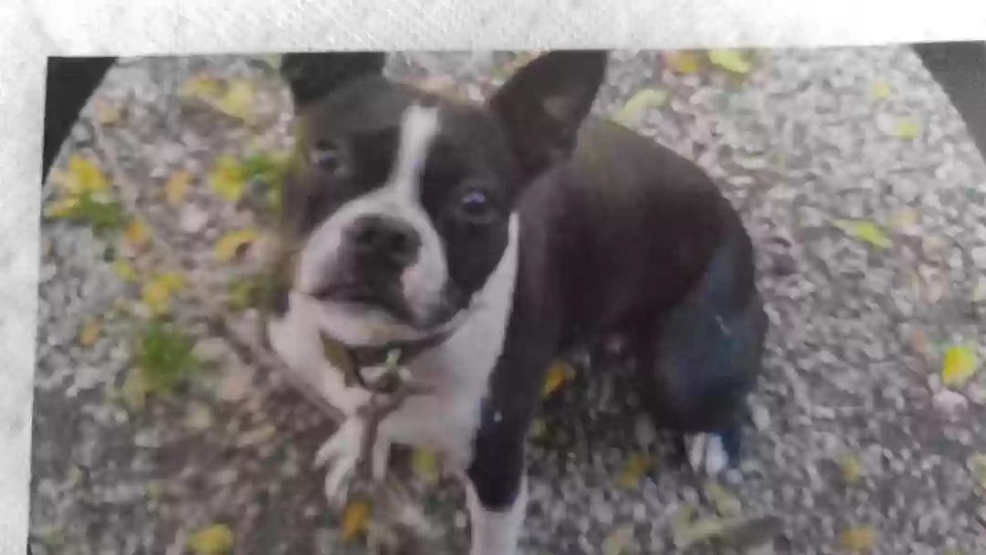 /lostandfound/images/lnfpets/original/160432_photo.webp