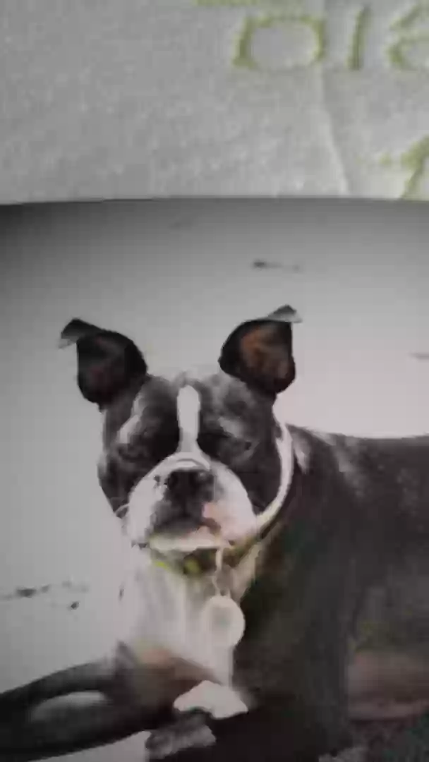 /lostandfound/images/lnfpets/original/160433_photo.webp