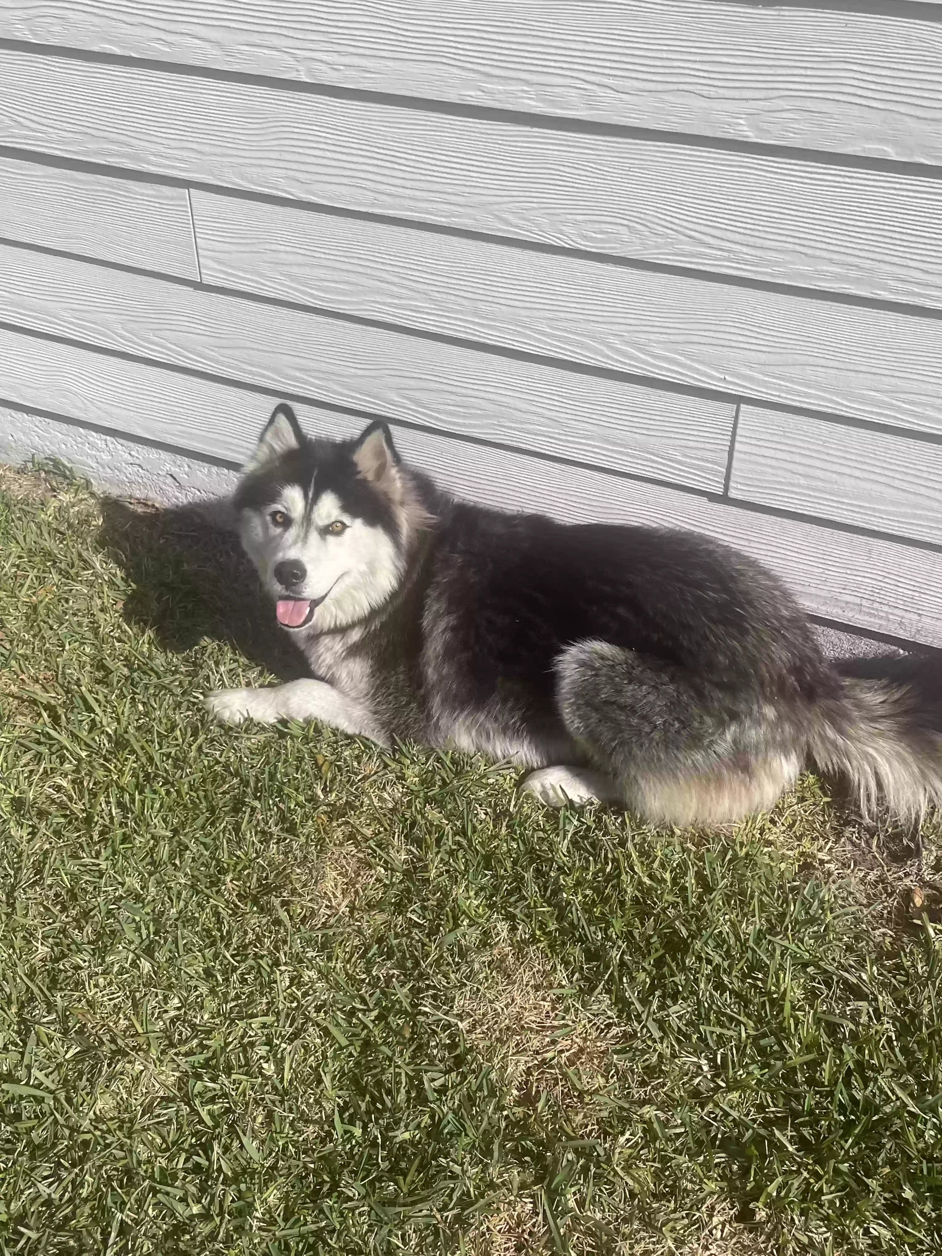 /lostandfound/images/lnfpets/original/160552_photo.webp