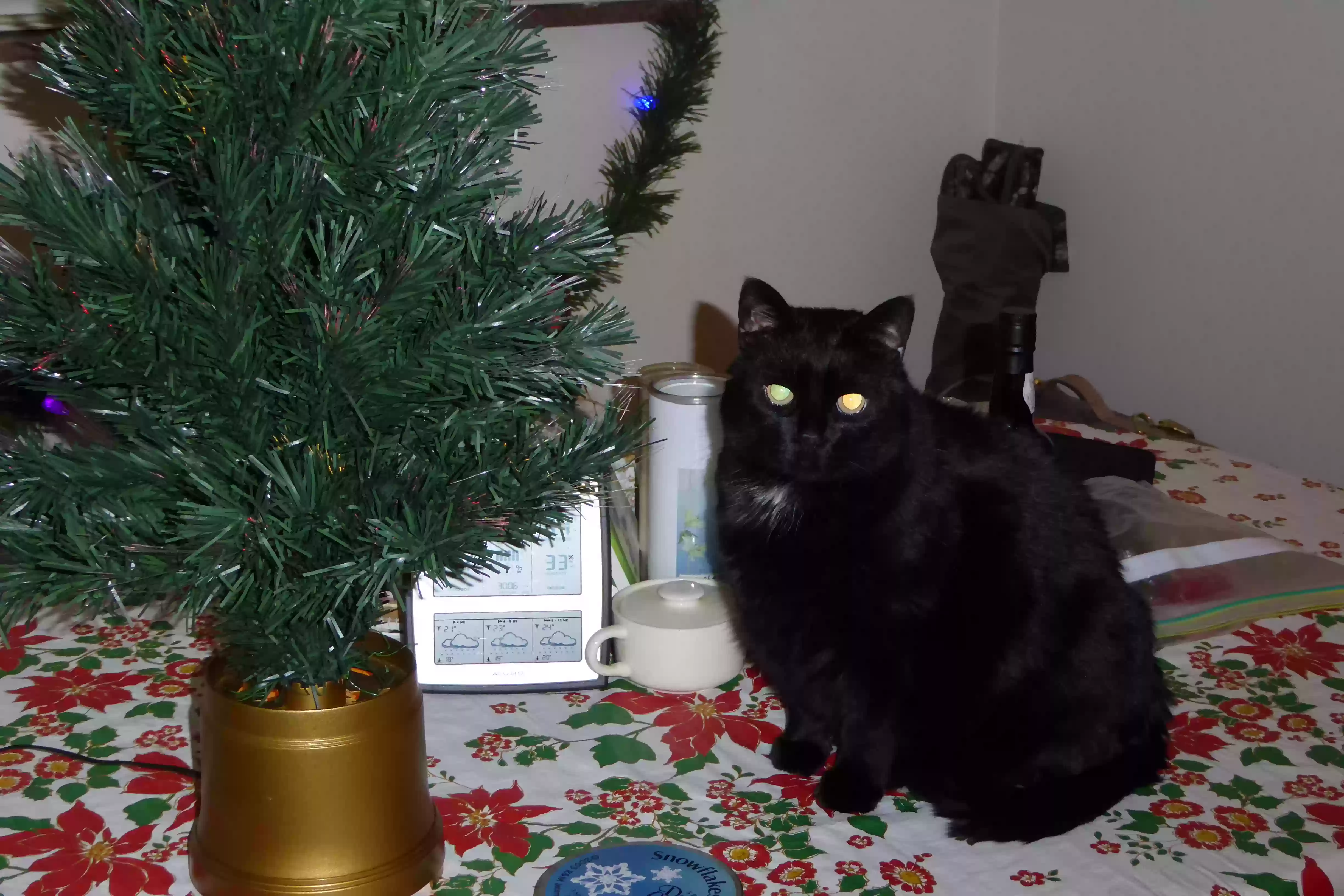 /lostandfound/images/lnfpets/original/160591_photo.webp