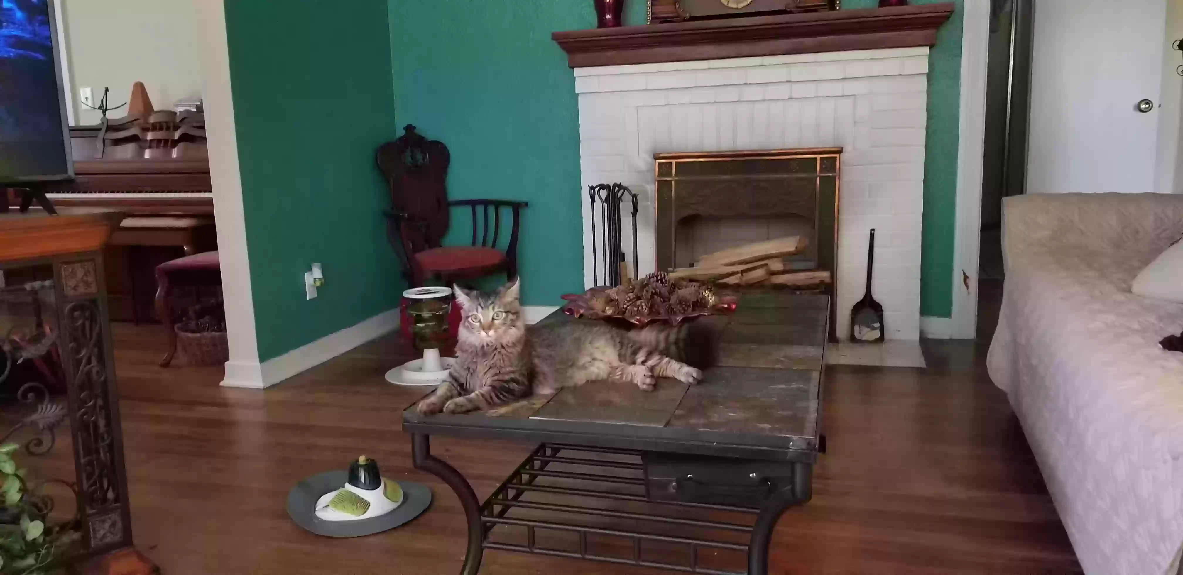 /lostandfound/images/lnfpets/original/160597_4377_20190731_184659.webp