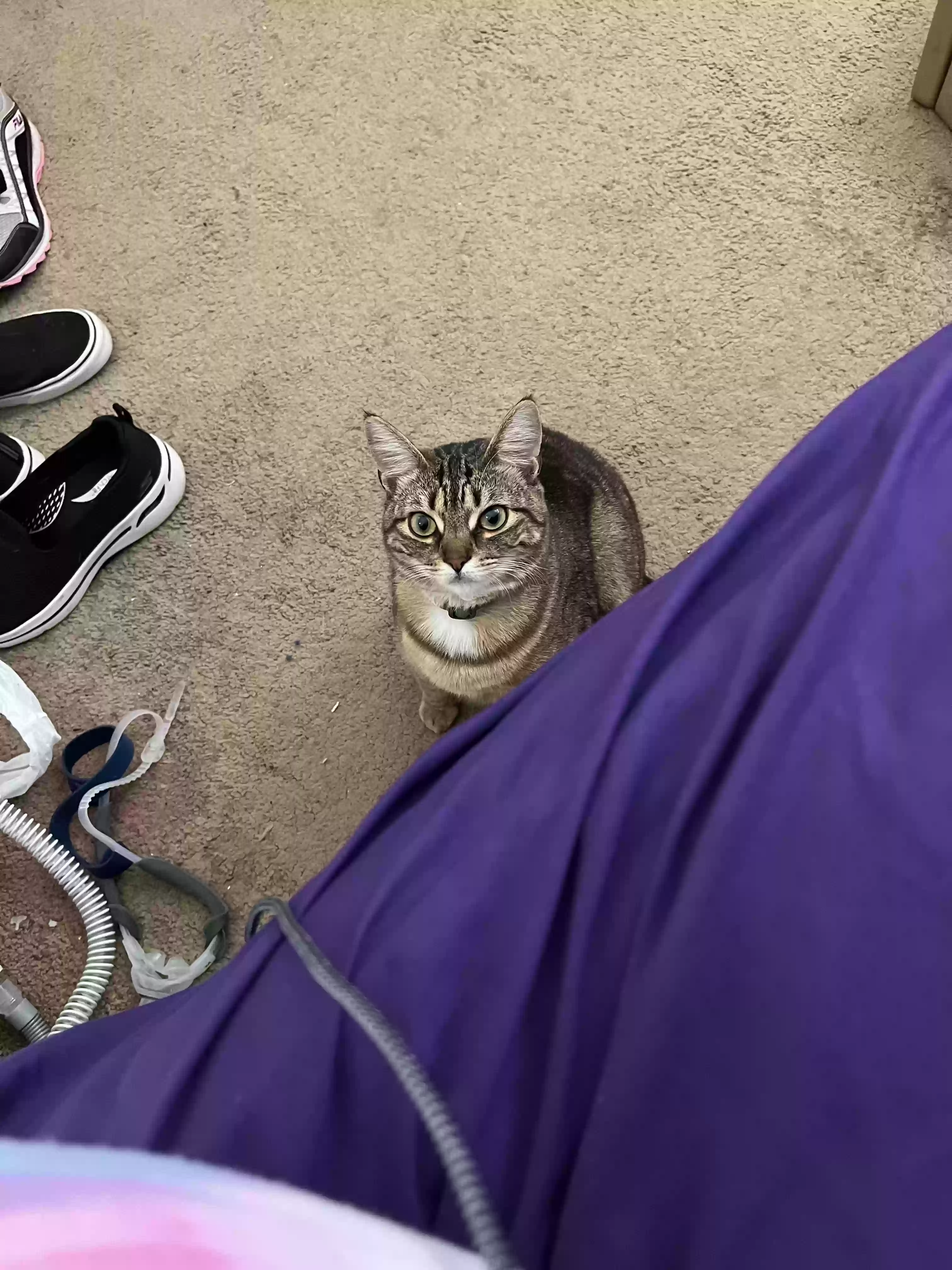 /lostandfound/images/lnfpets/original/160603_photo.webp