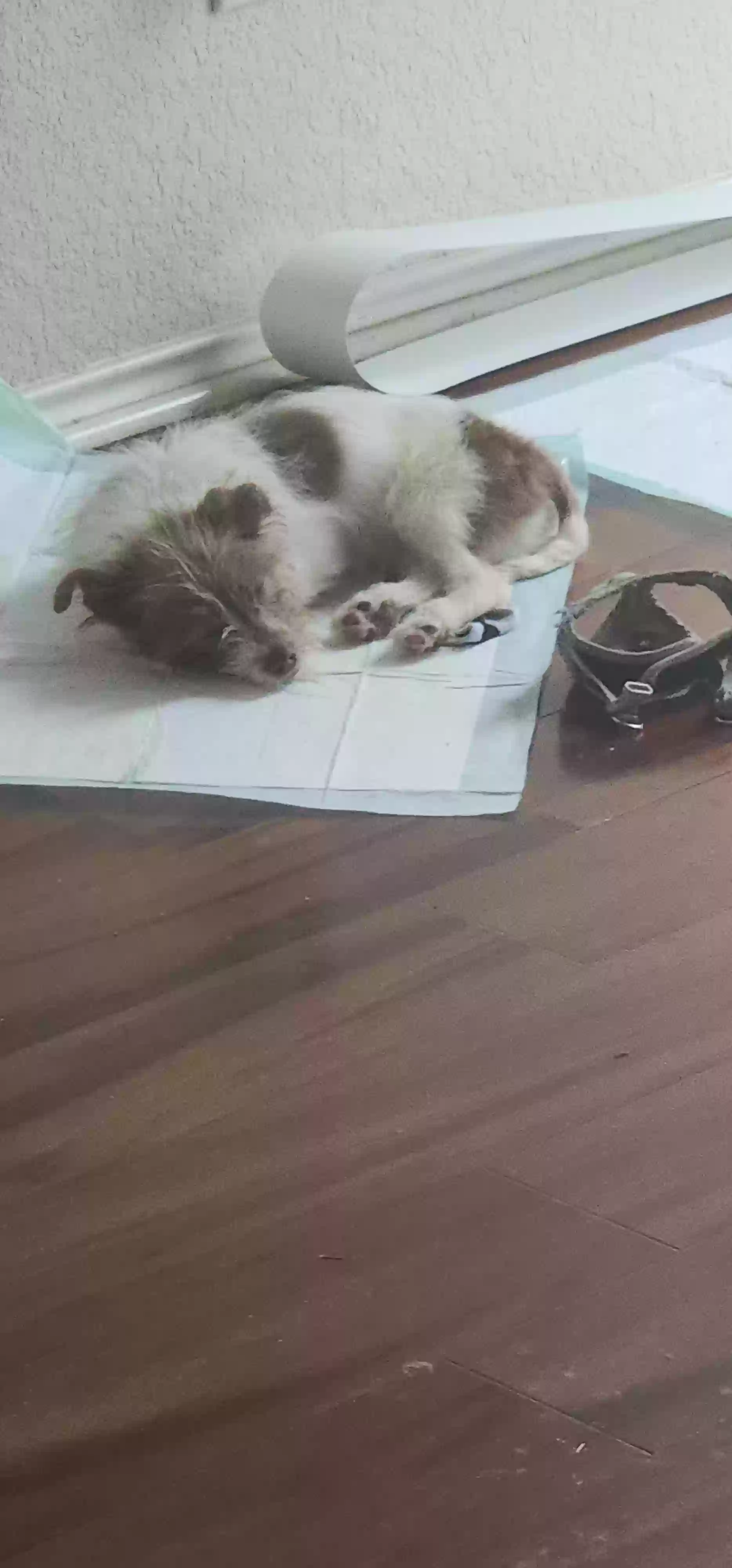 /lostandfound/images/lnfpets/original/160769_photo.webp