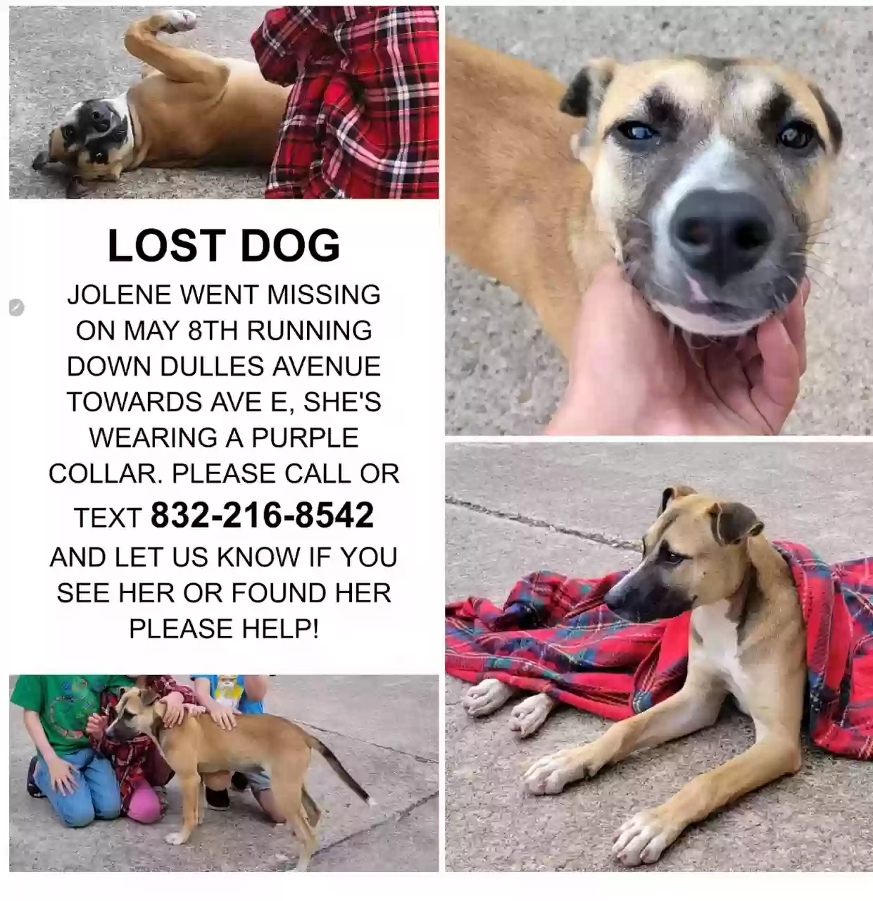 /lostandfound/images/lnfpets/original/160779_photo.webp