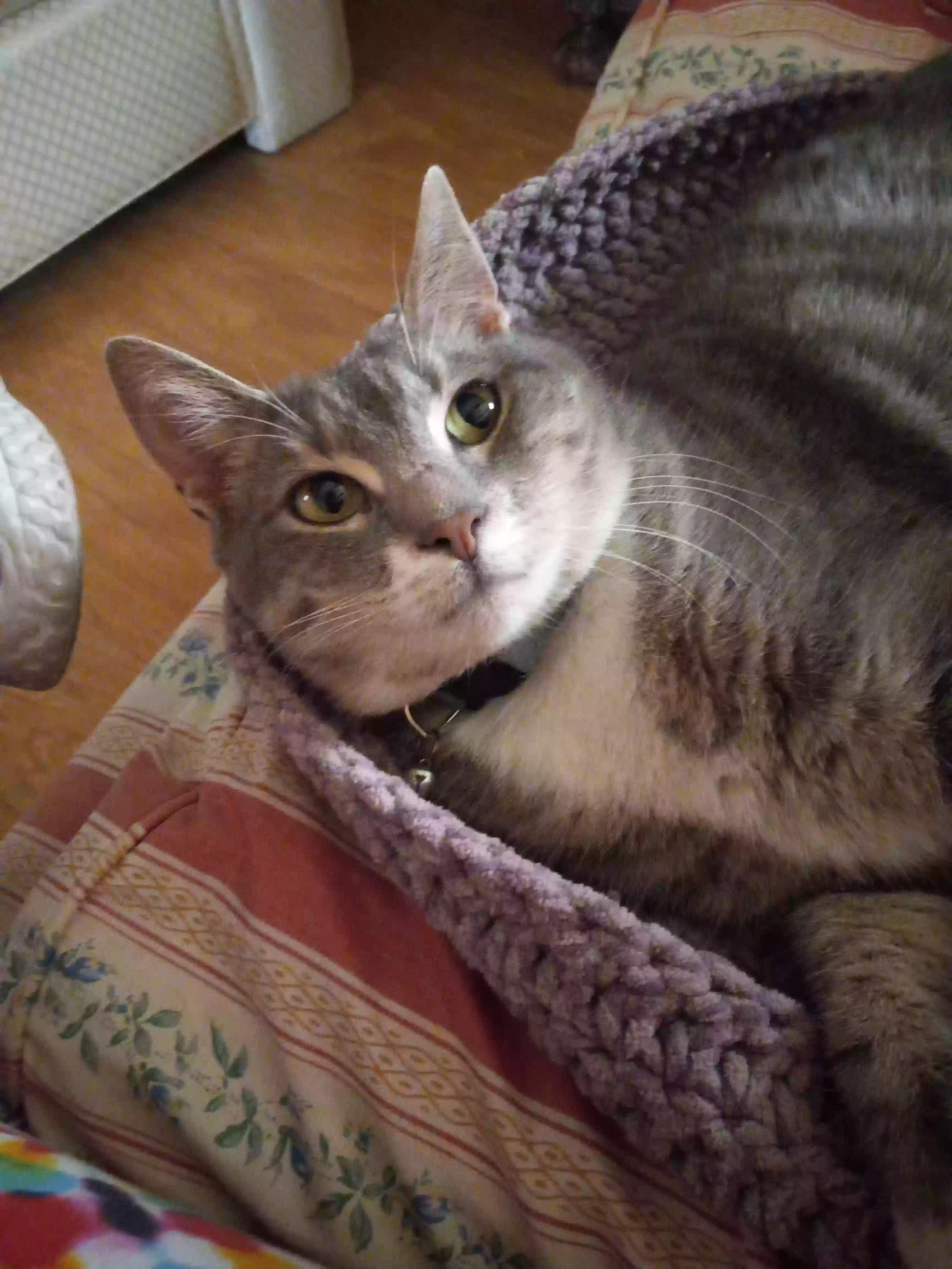 /lostandfound/images/lnfpets/original/160797_photo.webp