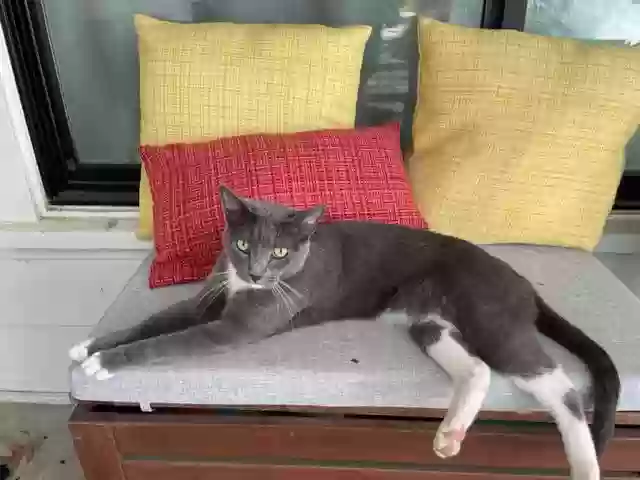 /lostandfound/images/lnfpets/original/160822_photo.webp