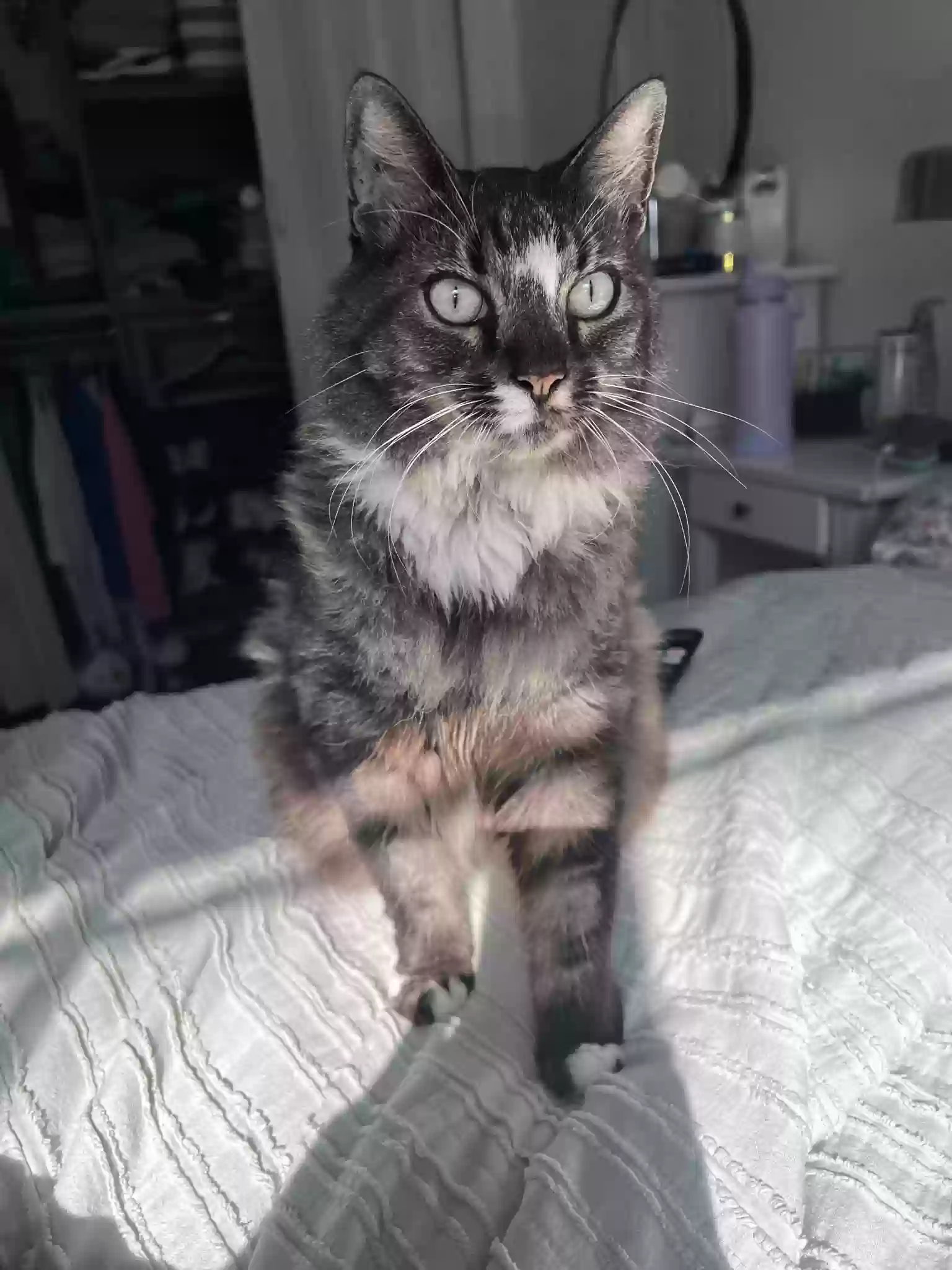 /lostandfound/images/lnfpets/original/160827_photo.webp