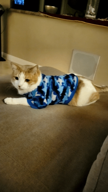 /lostandfound/images/lnfpets/original/160834_photo.gif