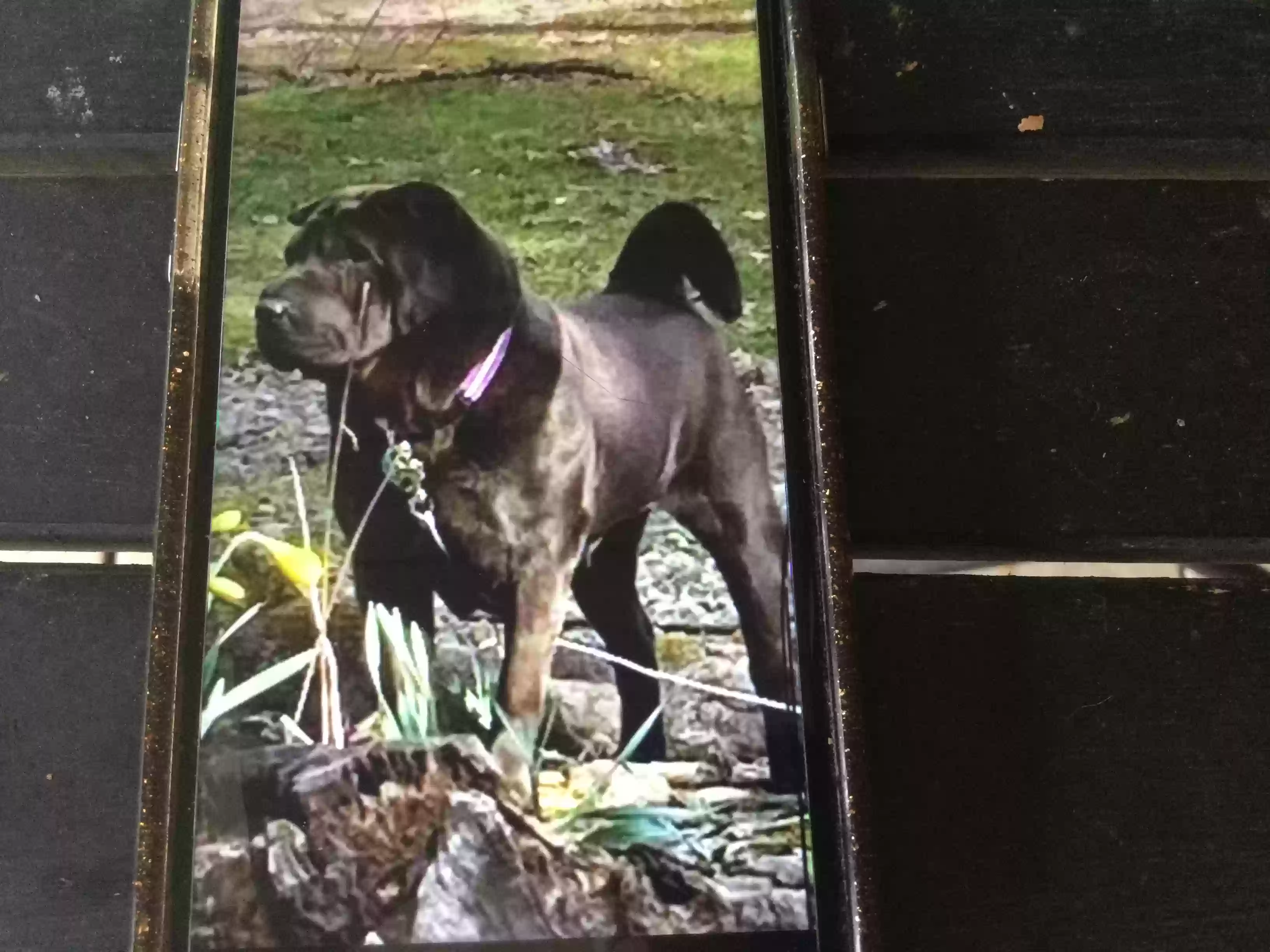 /lostandfound/images/lnfpets/original/160860_photo.webp