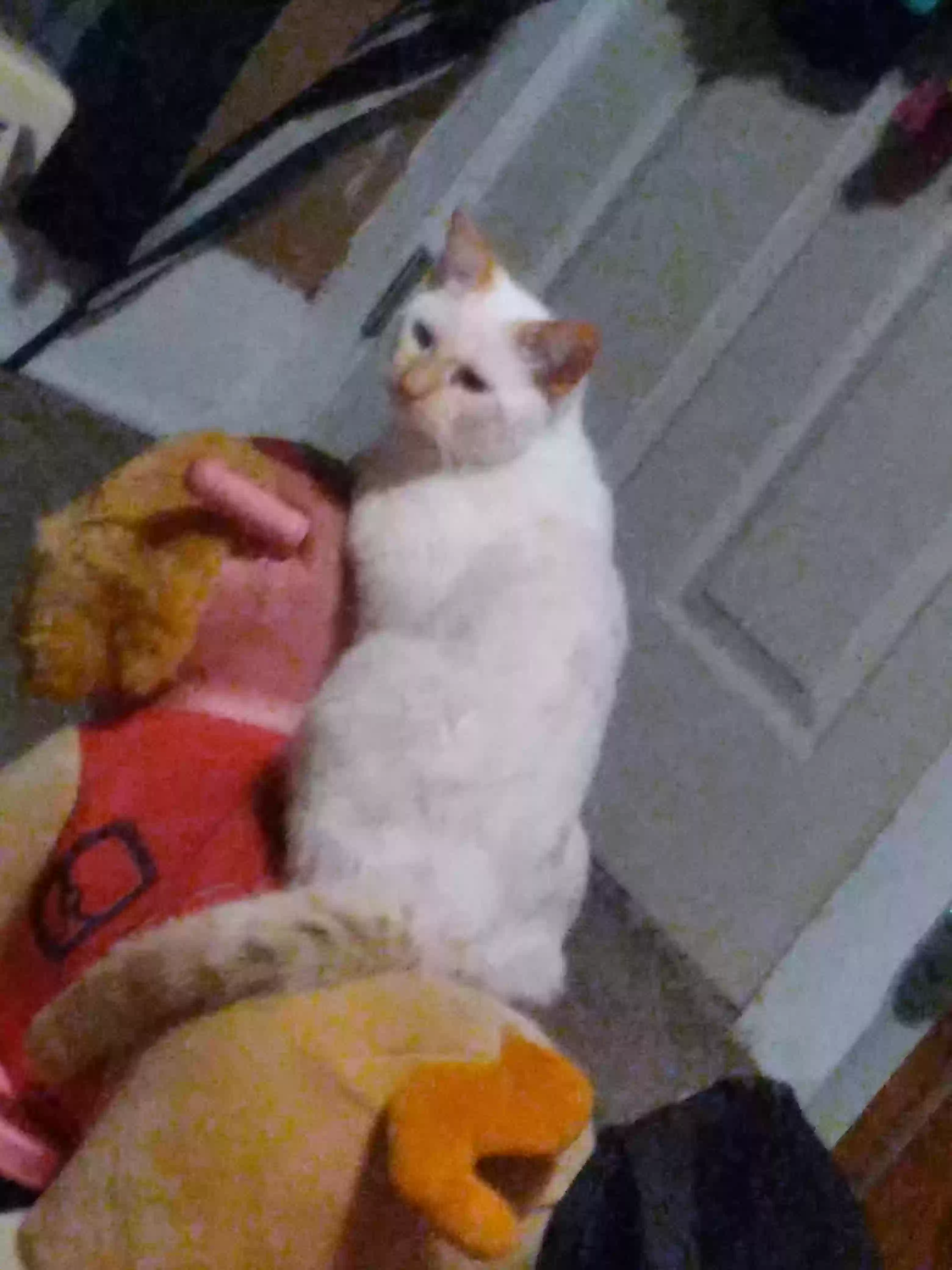 /lostandfound/images/lnfpets/original/160894_photo.webp