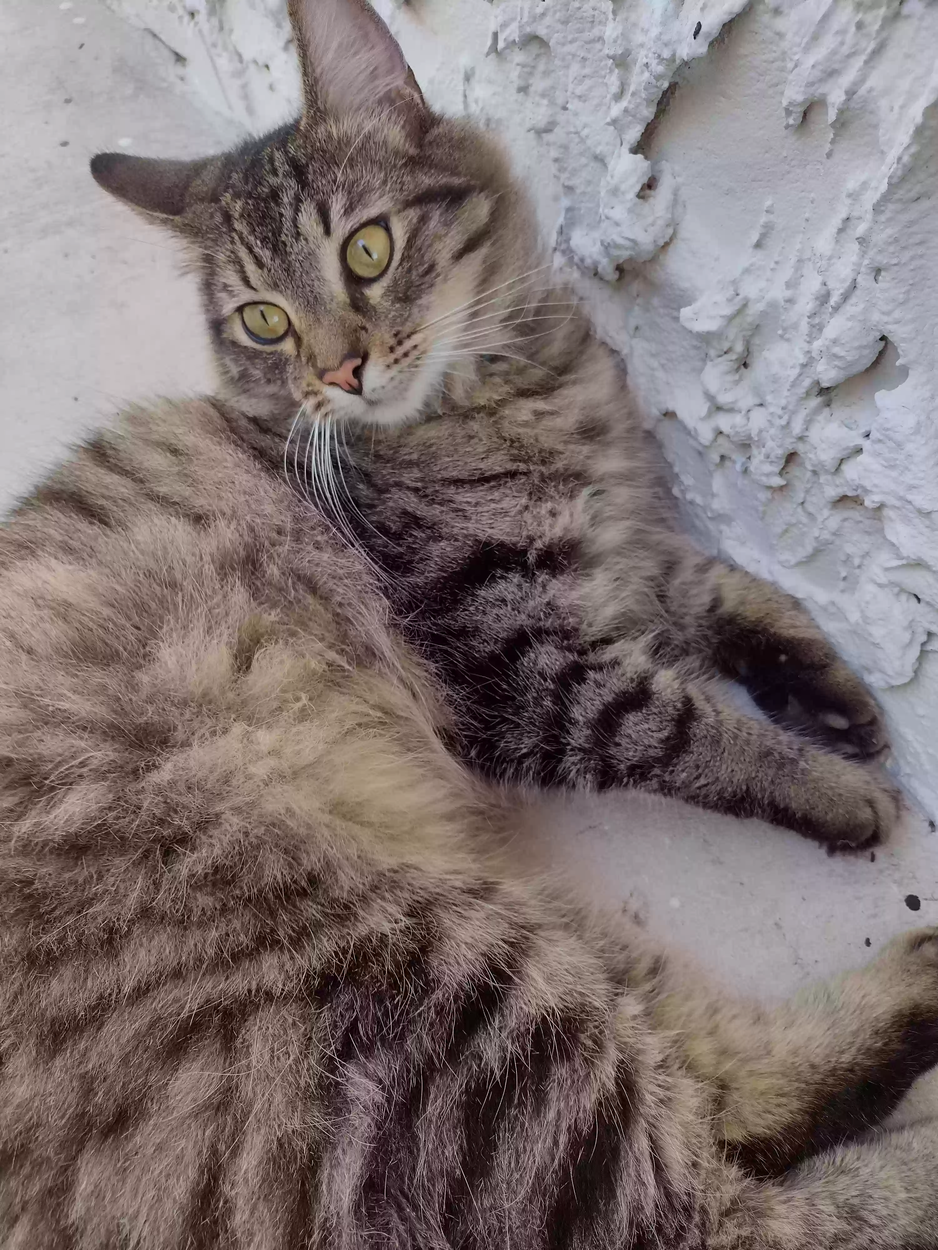 /lostandfound/images/lnfpets/original/160898_photo.webp