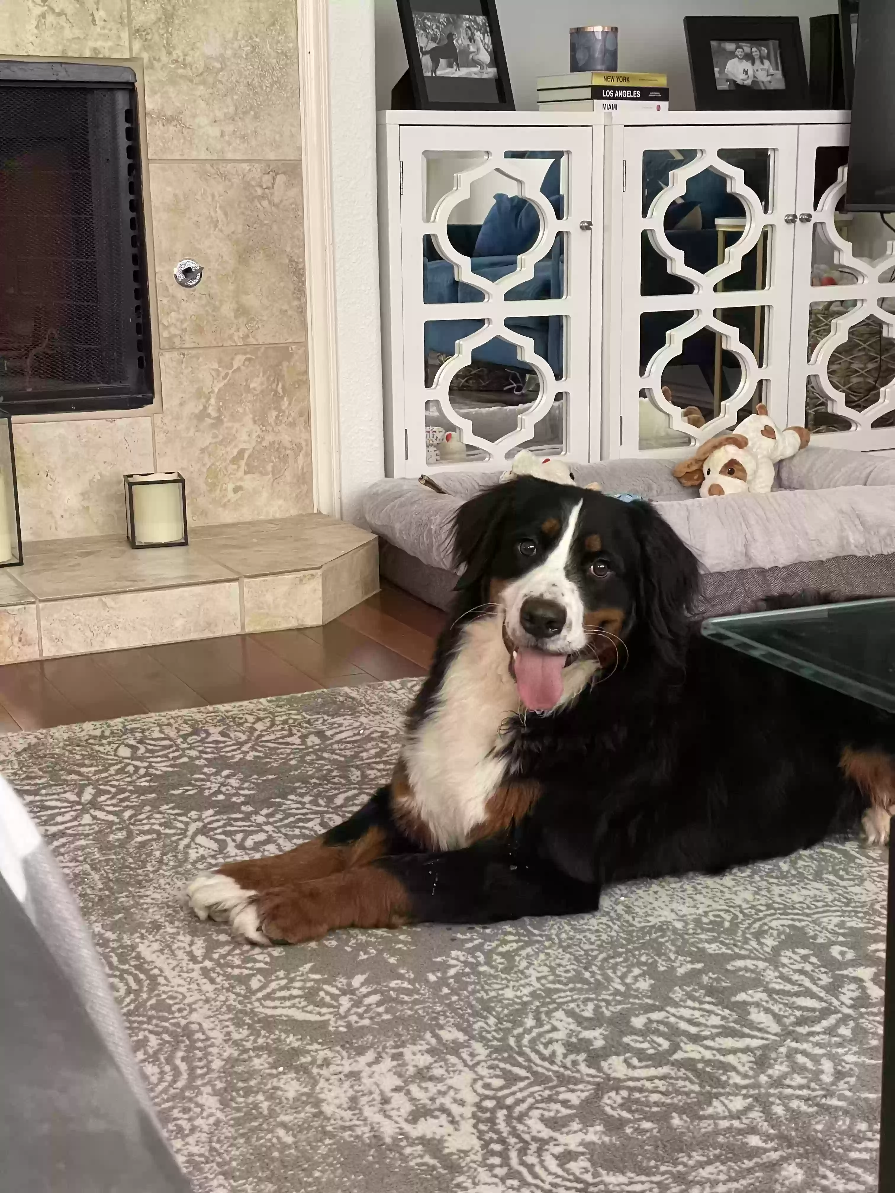/lostandfound/images/lnfpets/original/160957_photo.webp