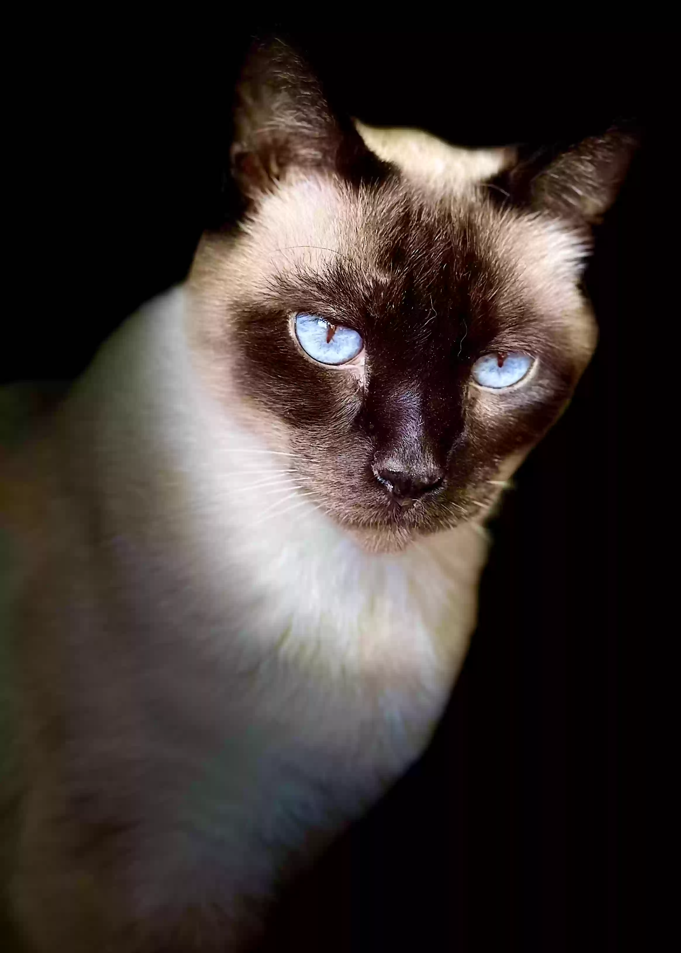 /lostandfound/images/lnfpets/original/160964_photo.webp