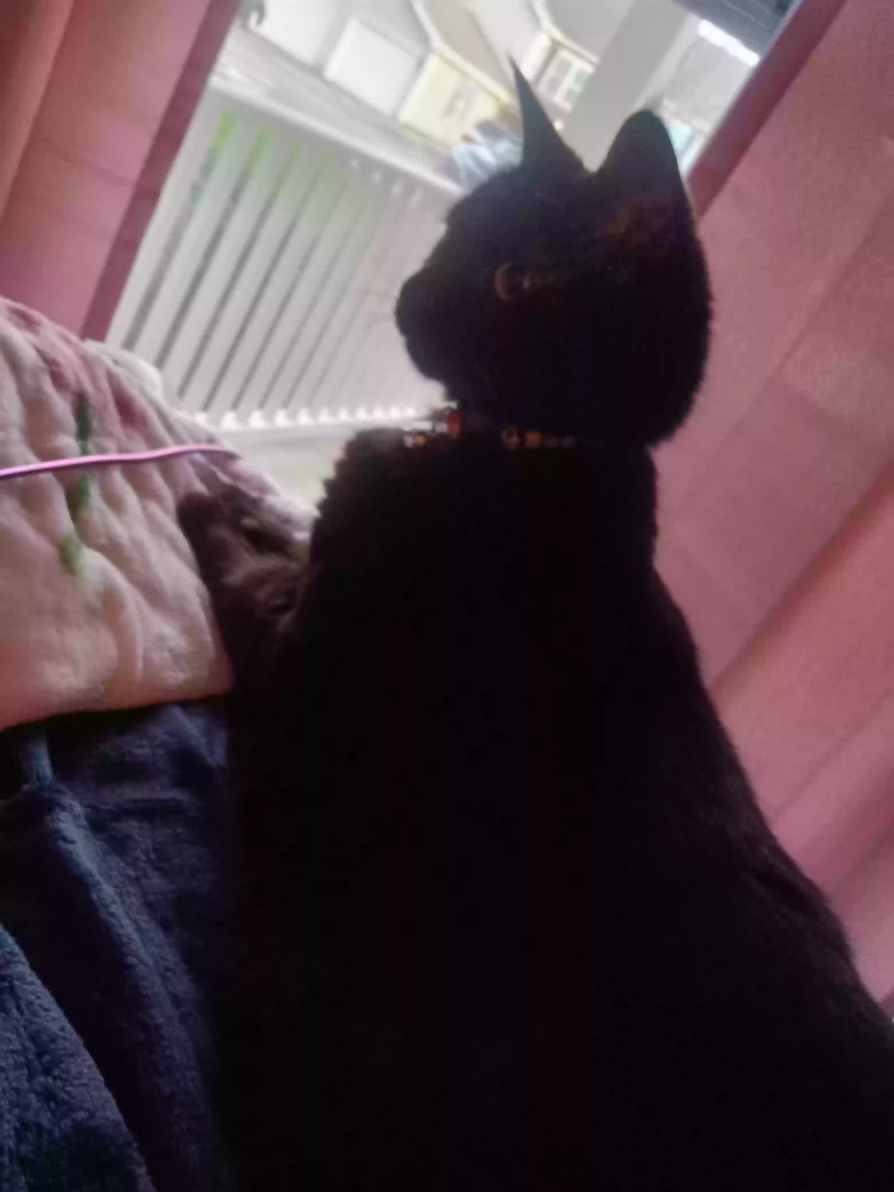 /lostandfound/images/lnfpets/original/161020_photo.webp