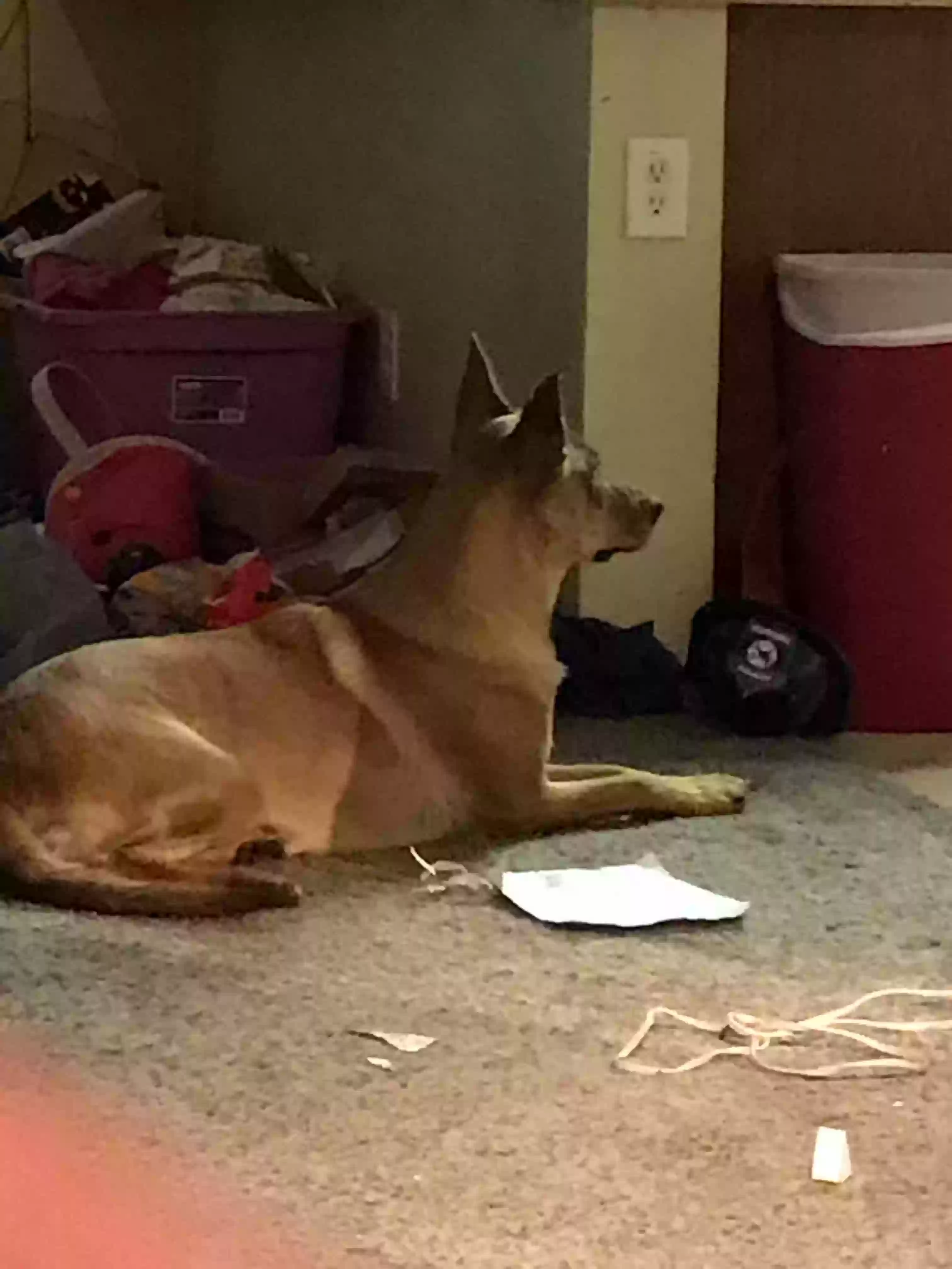 /lostandfound/images/lnfpets/original/161060_photo.webp