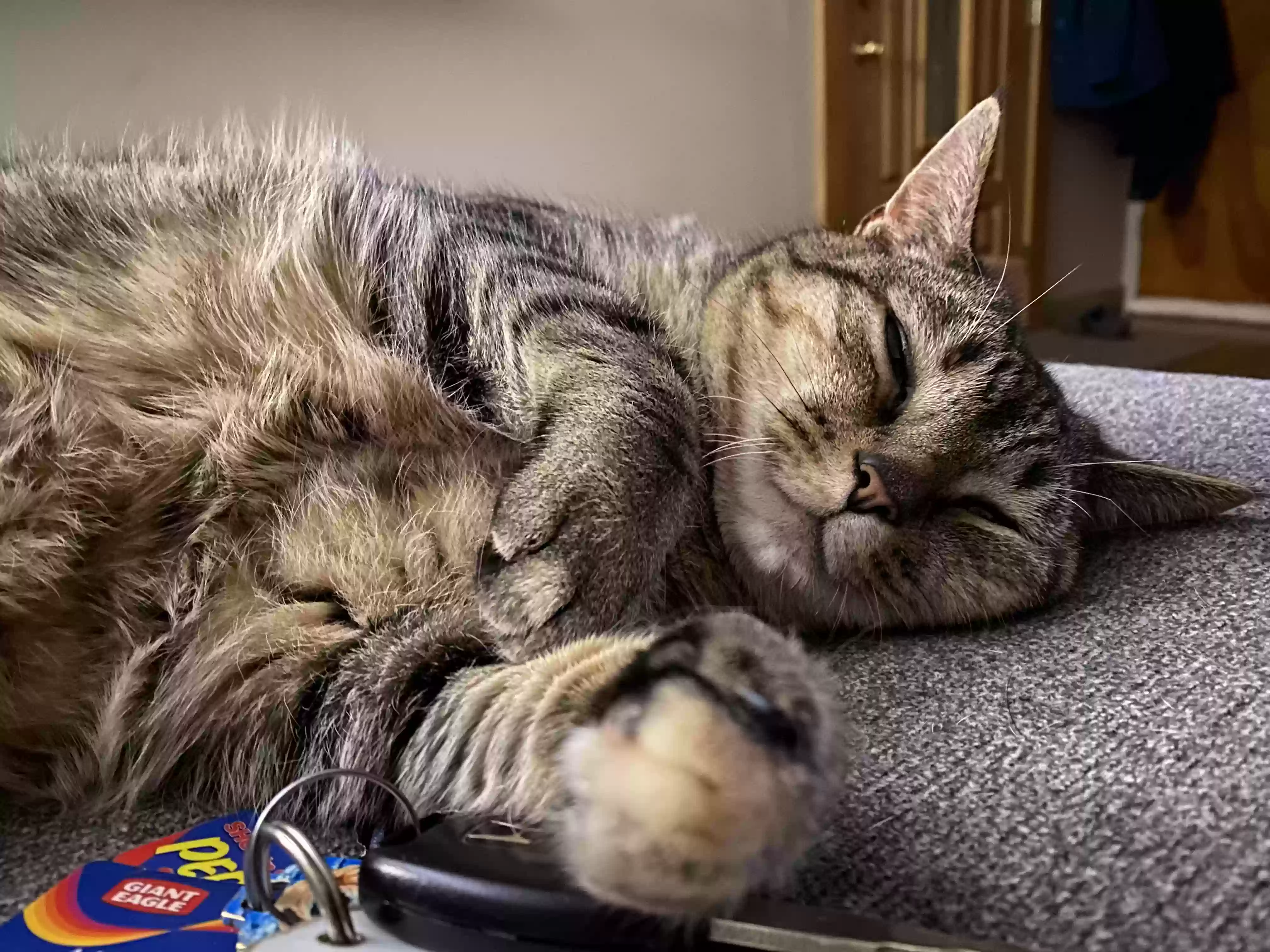 /lostandfound/images/lnfpets/original/161075_photo.webp