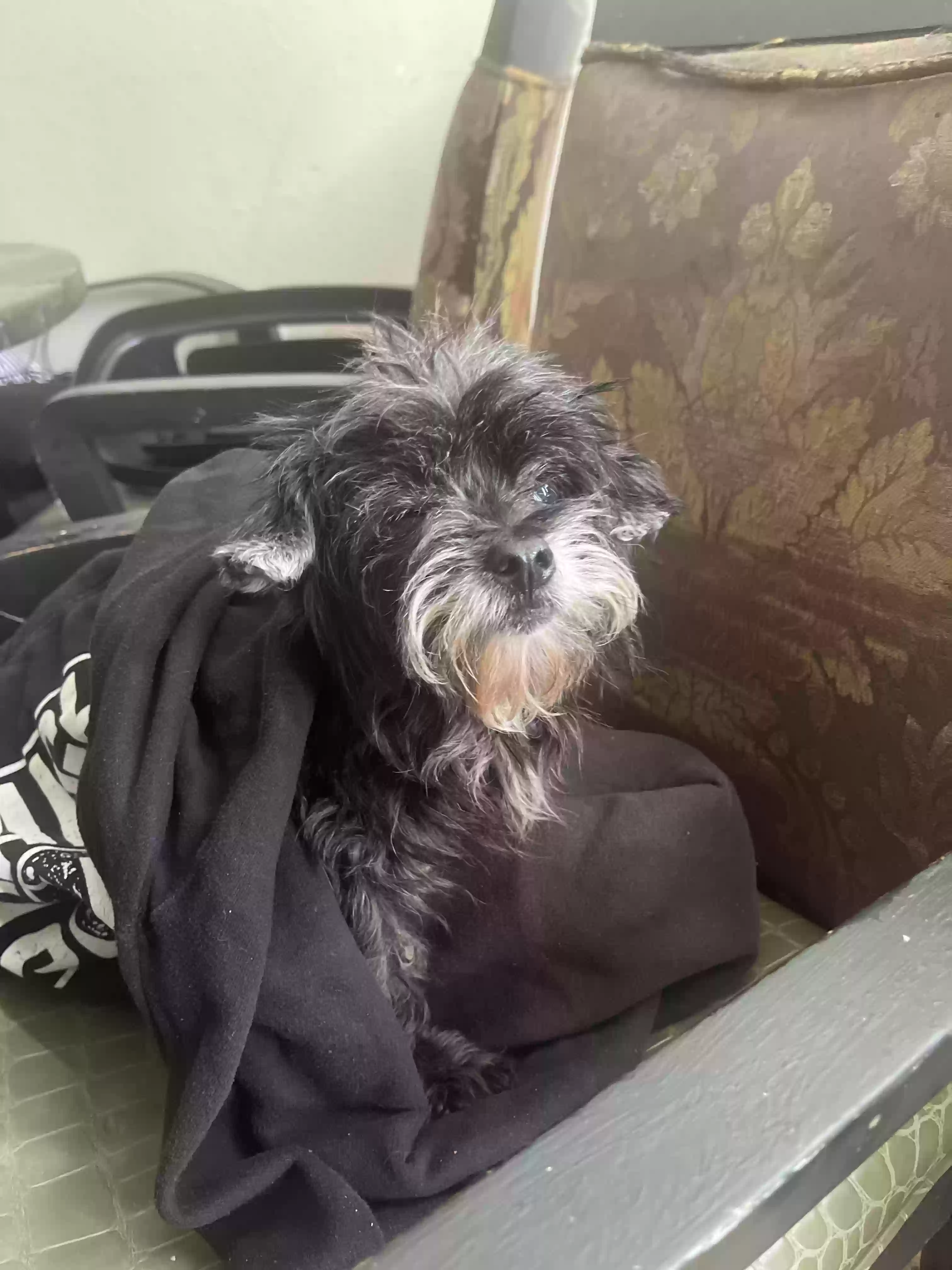 /lostandfound/images/lnfpets/original/161088_photo.webp