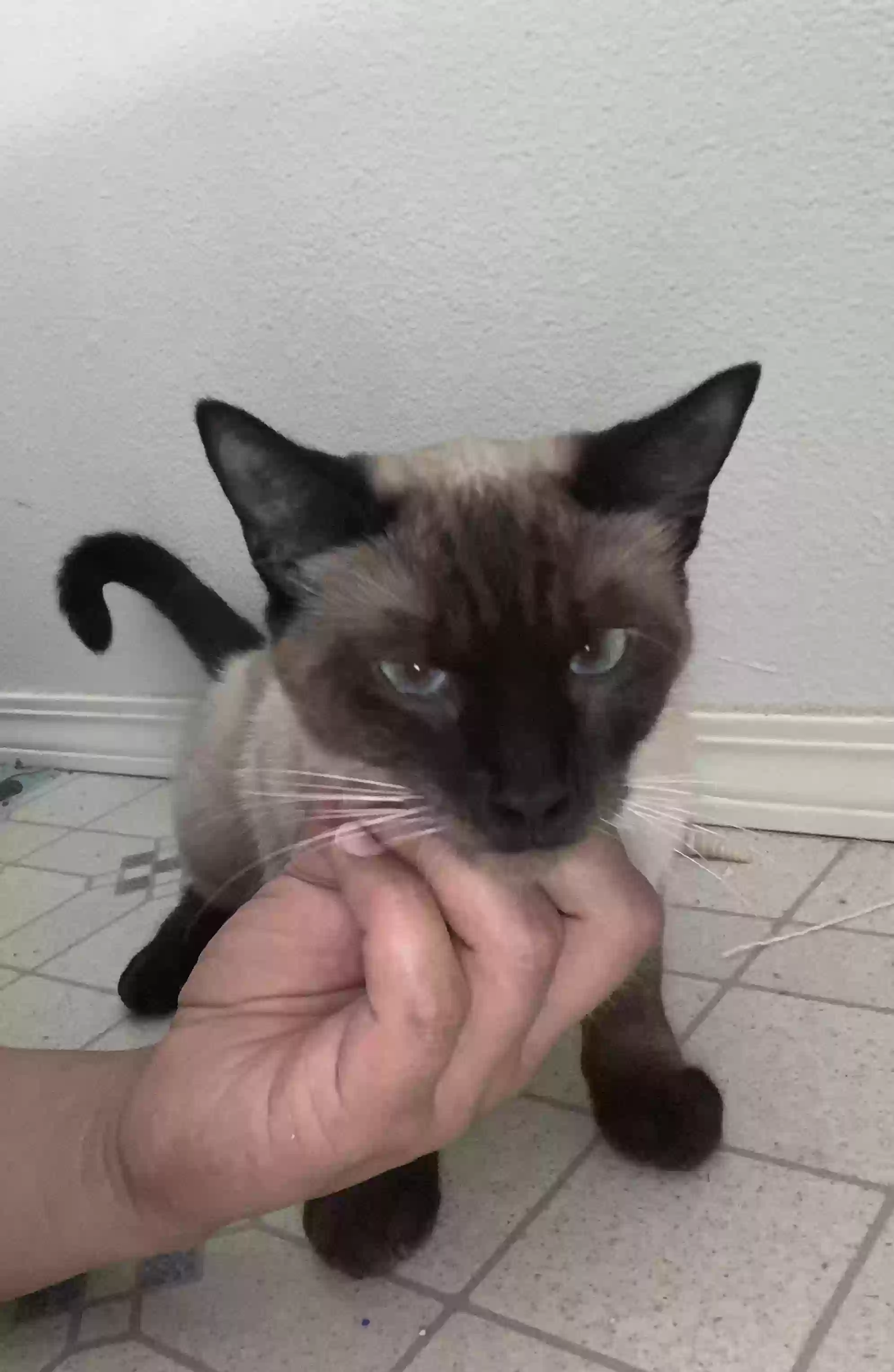 /lostandfound/images/lnfpets/original/161096_photo.webp