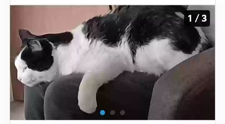 /lostandfound/images/lnfpets/original/161097_photo.webp