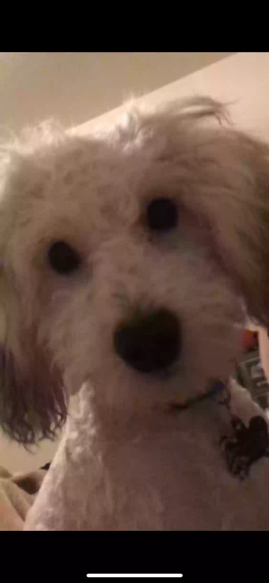 /lostandfound/images/lnfpets/original/161123_photo.webp
