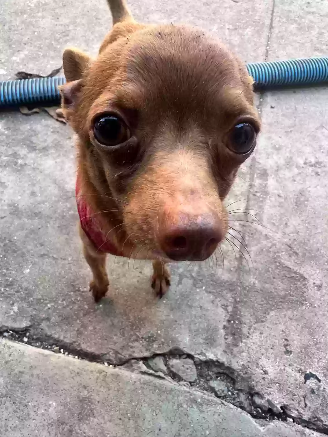 /lostandfound/images/lnfpets/original/161180_photo.webp
