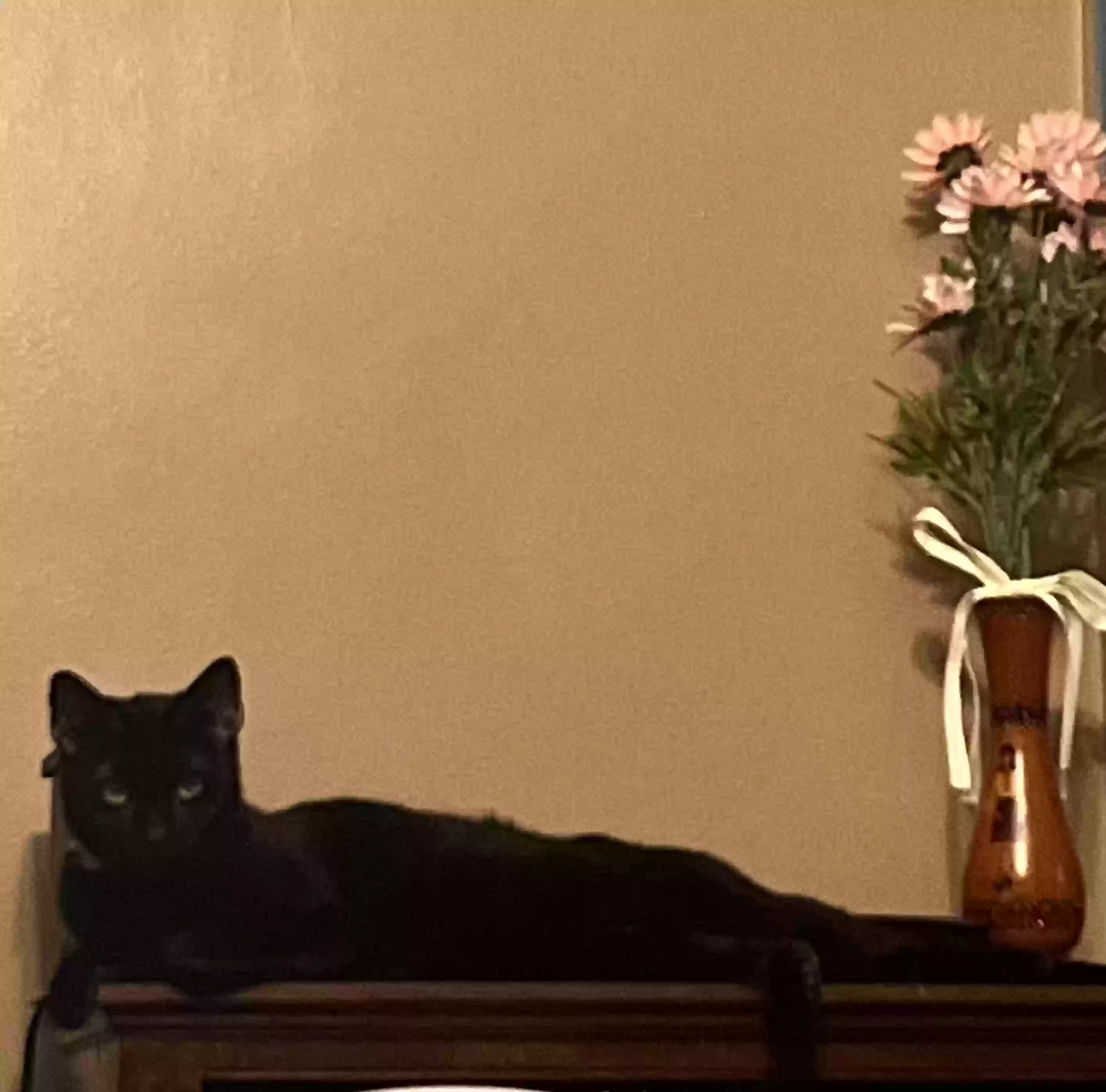 /lostandfound/images/lnfpets/original/161215_photo.webp