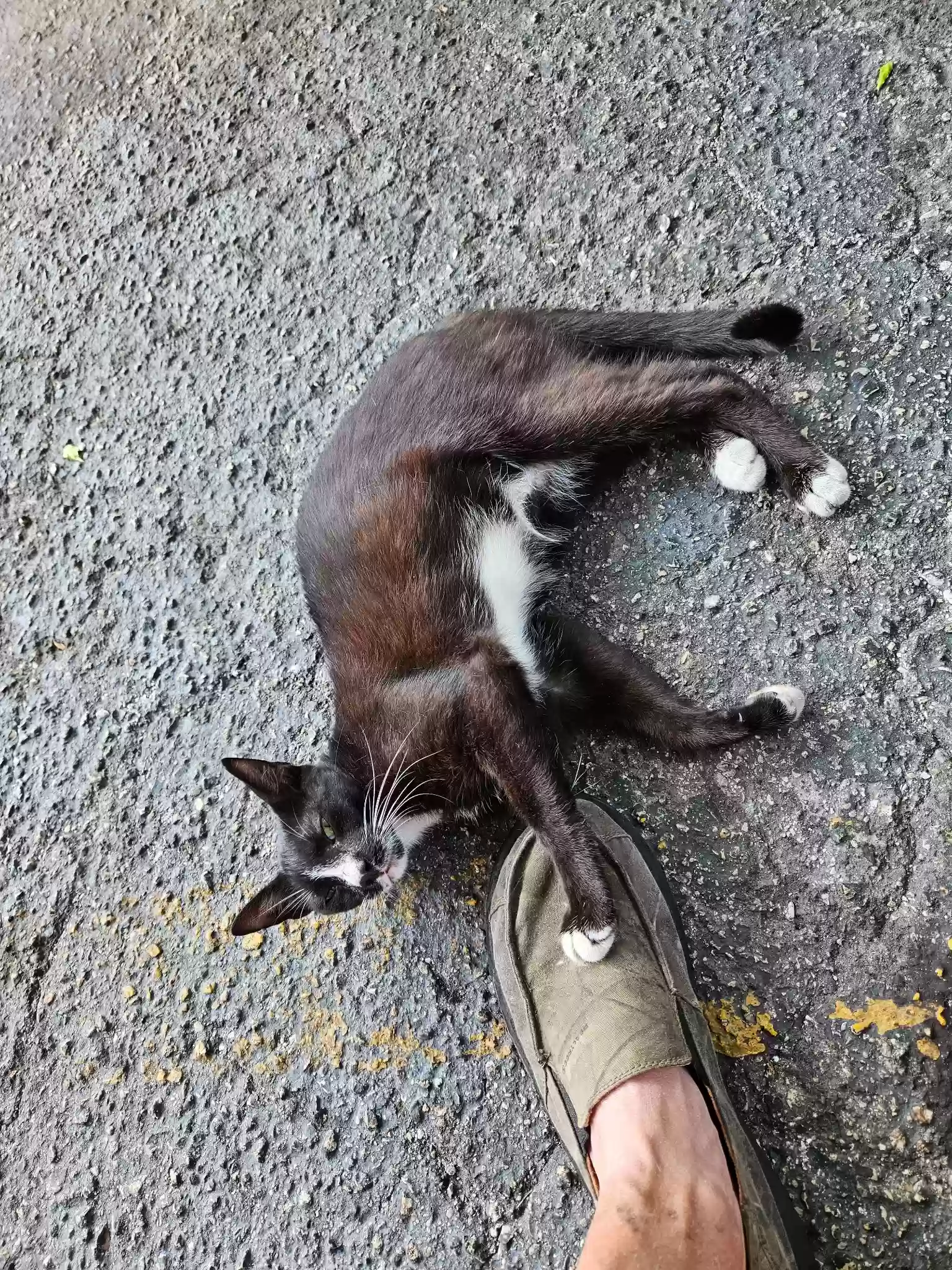 /lostandfound/images/lnfpets/original/161227_photo.webp