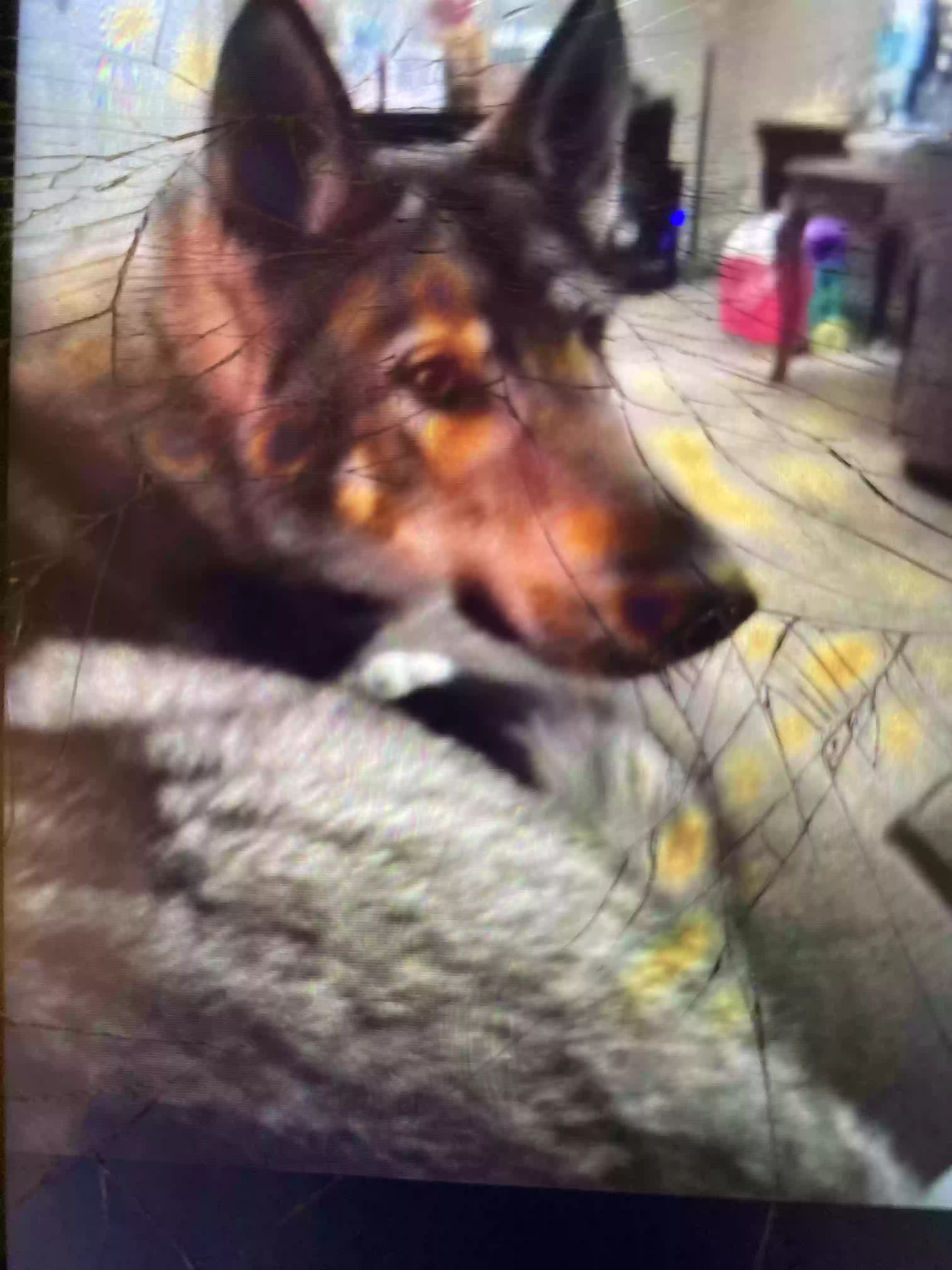 /lostandfound/images/lnfpets/original/161232_photo.webp