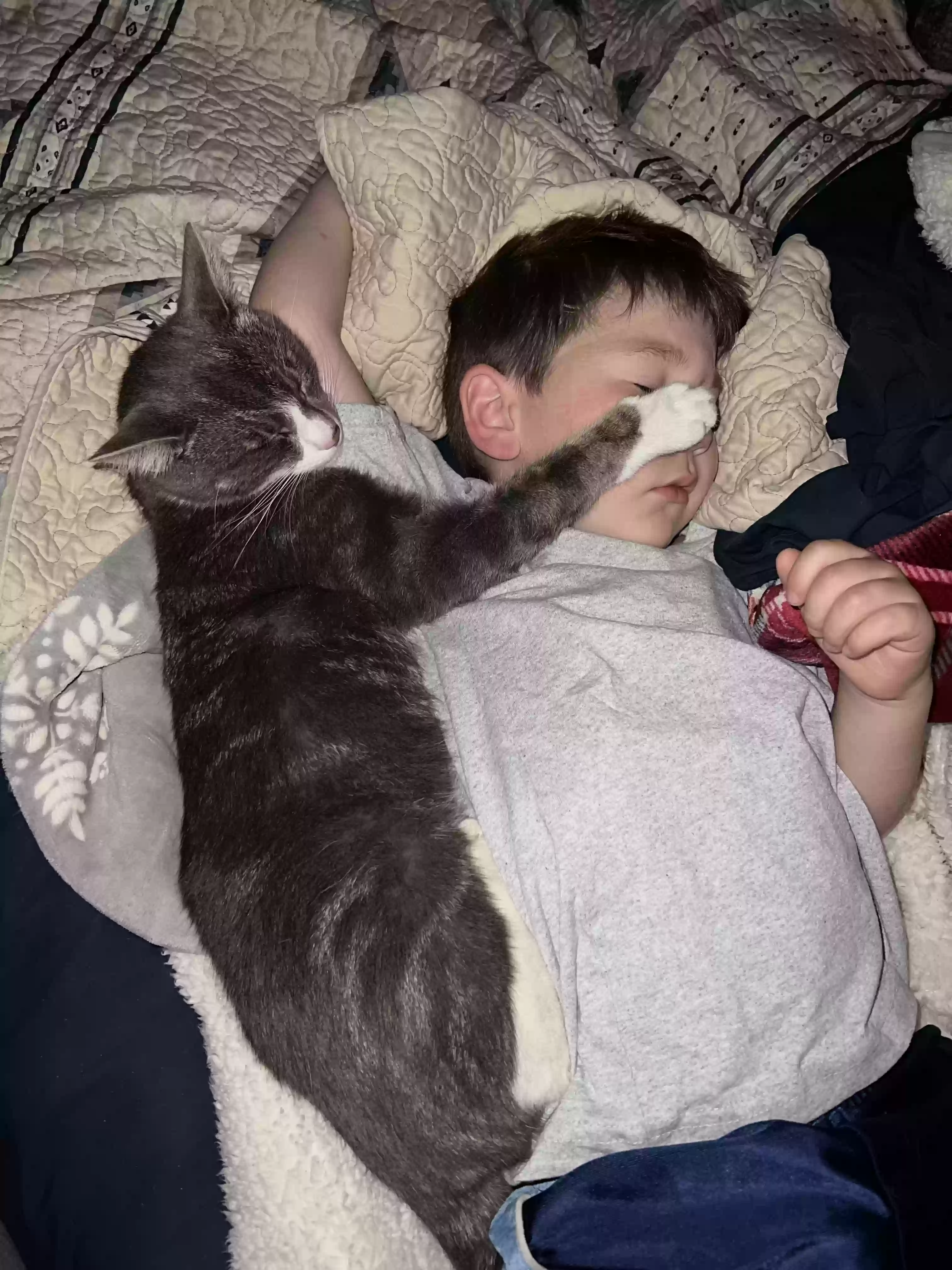 /lostandfound/images/lnfpets/original/161249_photo.webp