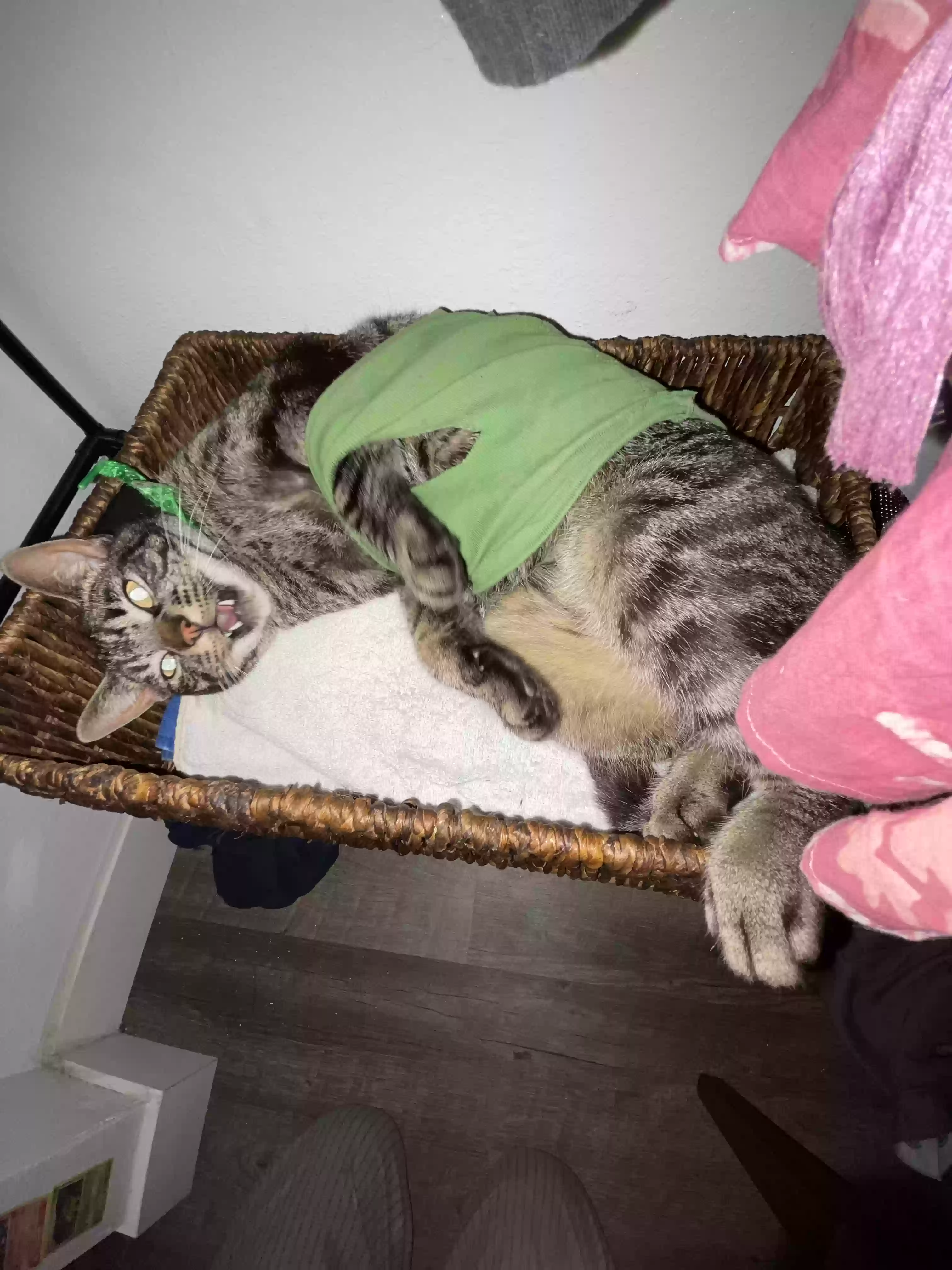 /lostandfound/images/lnfpets/original/161276_photo.webp