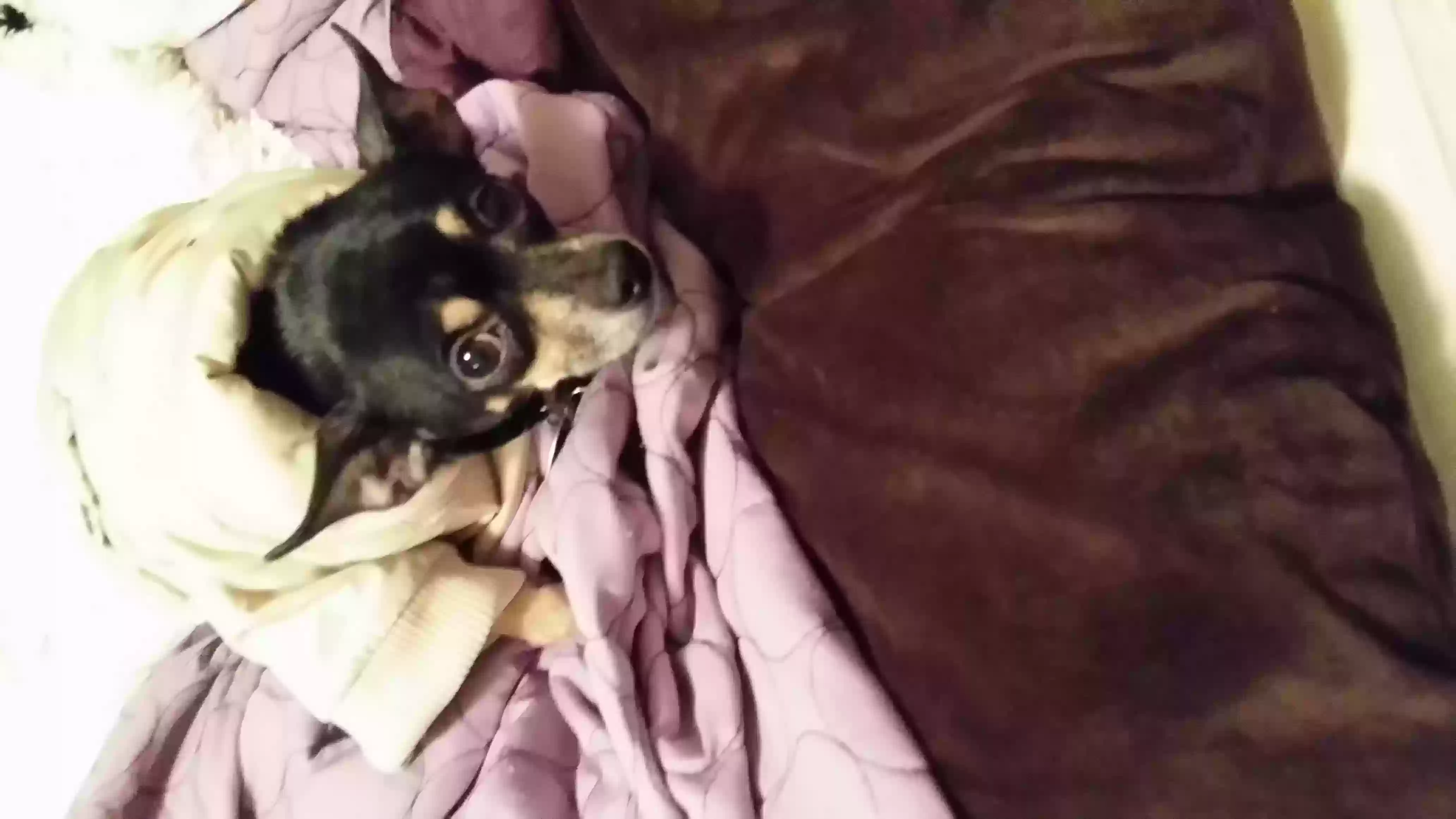 /lostandfound/images/lnfpets/original/161279_photo.webp