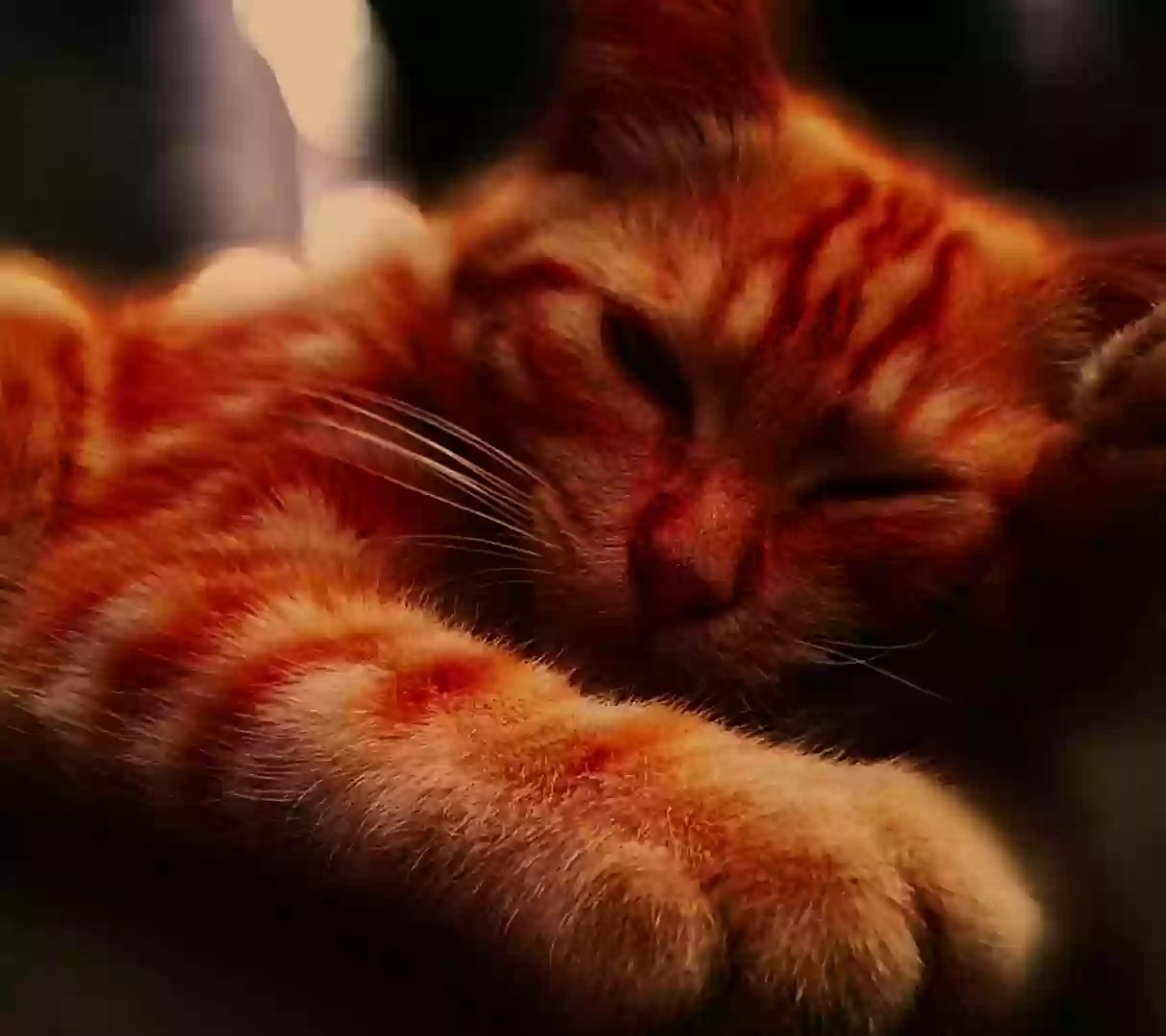 /lostandfound/images/lnfpets/original/161309_photo.webp