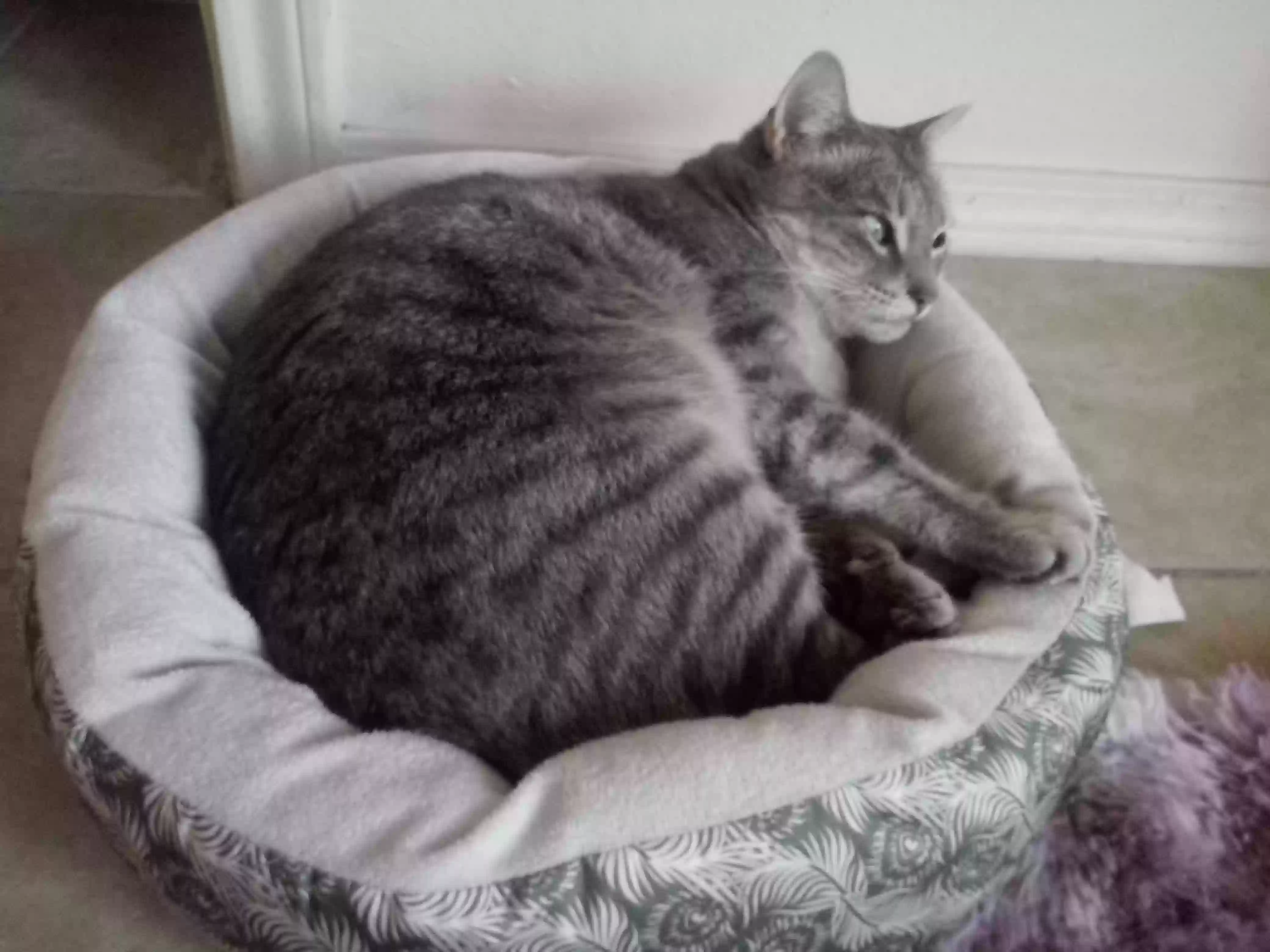 /lostandfound/images/lnfpets/original/161349_photo.webp