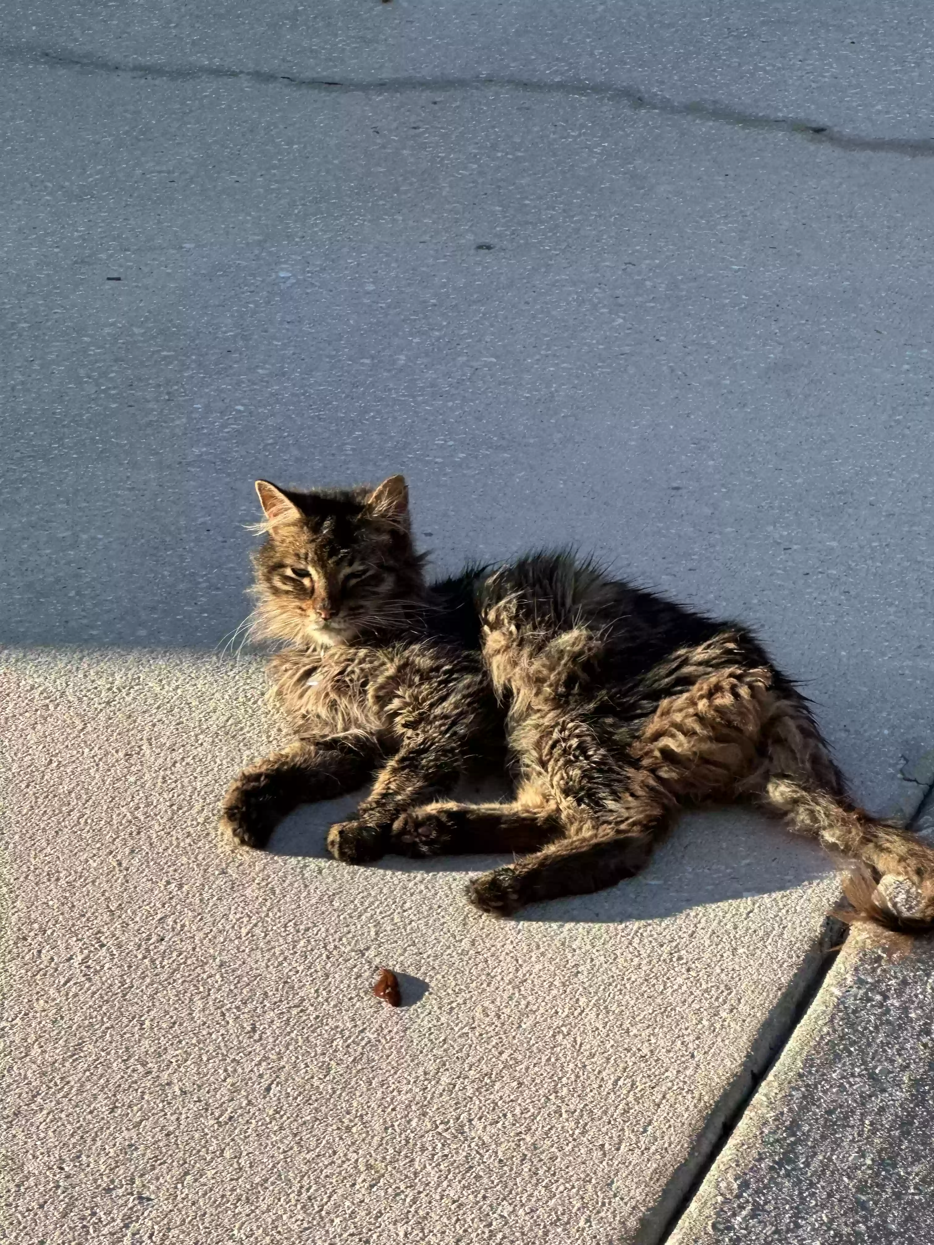 /lostandfound/images/lnfpets/original/161370_photo.webp