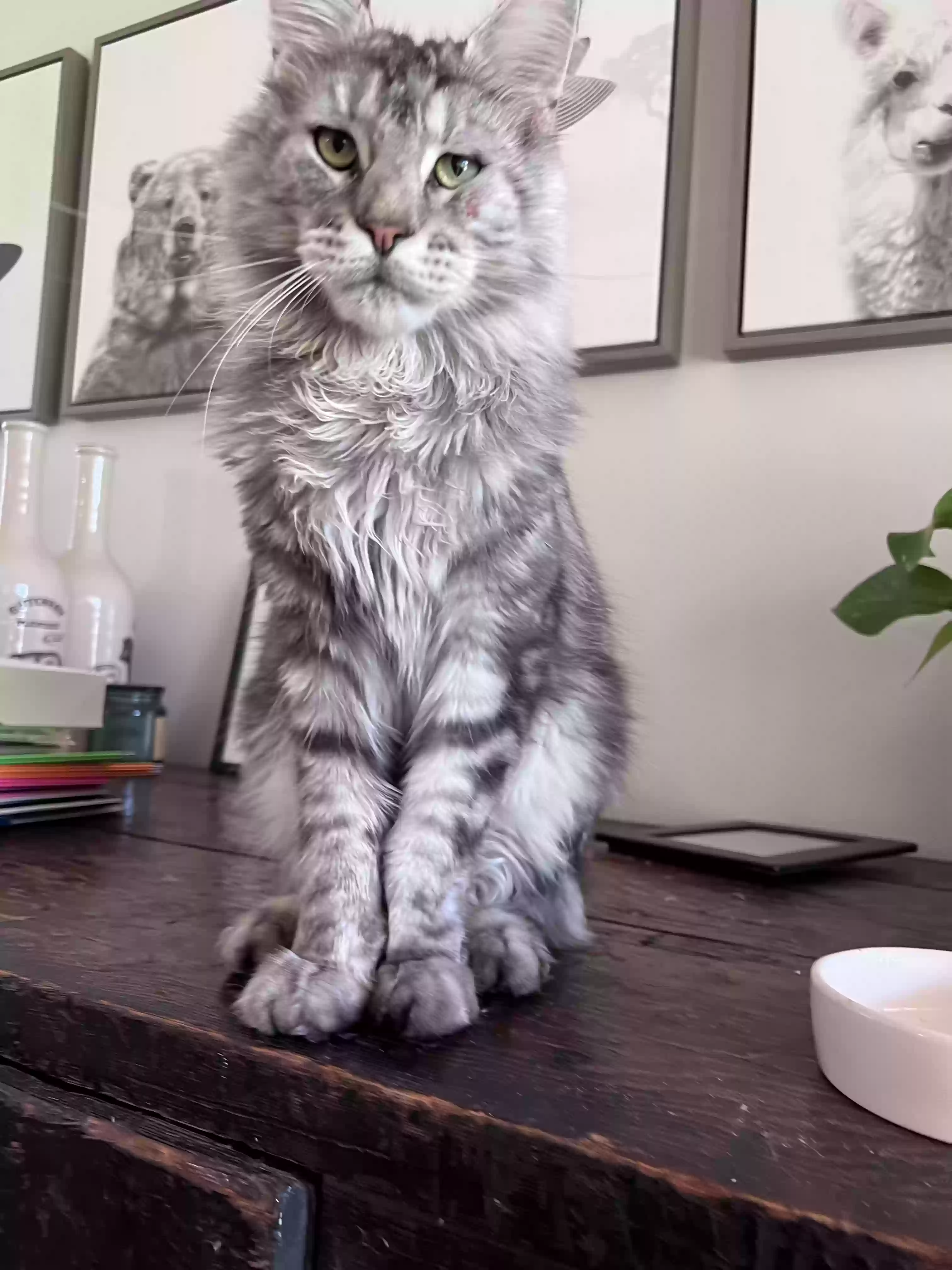 /lostandfound/images/lnfpets/original/161382_photo.webp