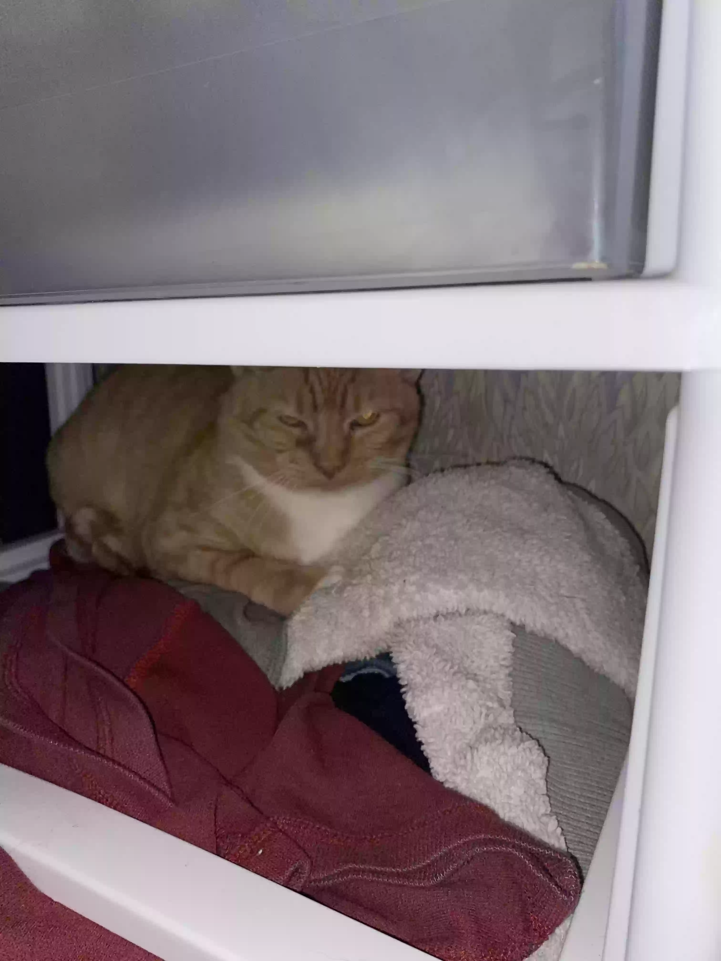 /lostandfound/images/lnfpets/original/161411_photo.webp