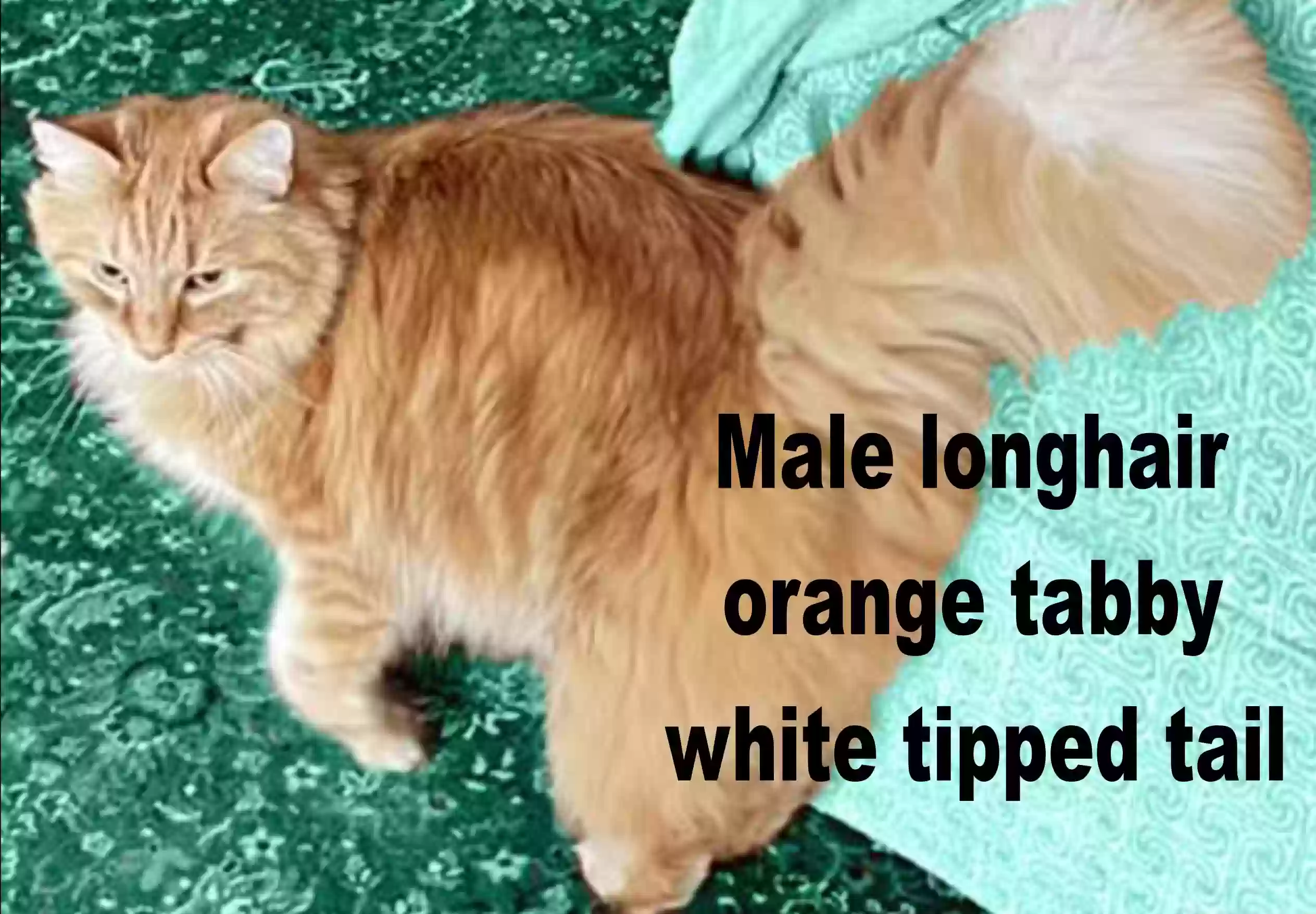 /lostandfound/images/lnfpets/original/161416_photo.webp