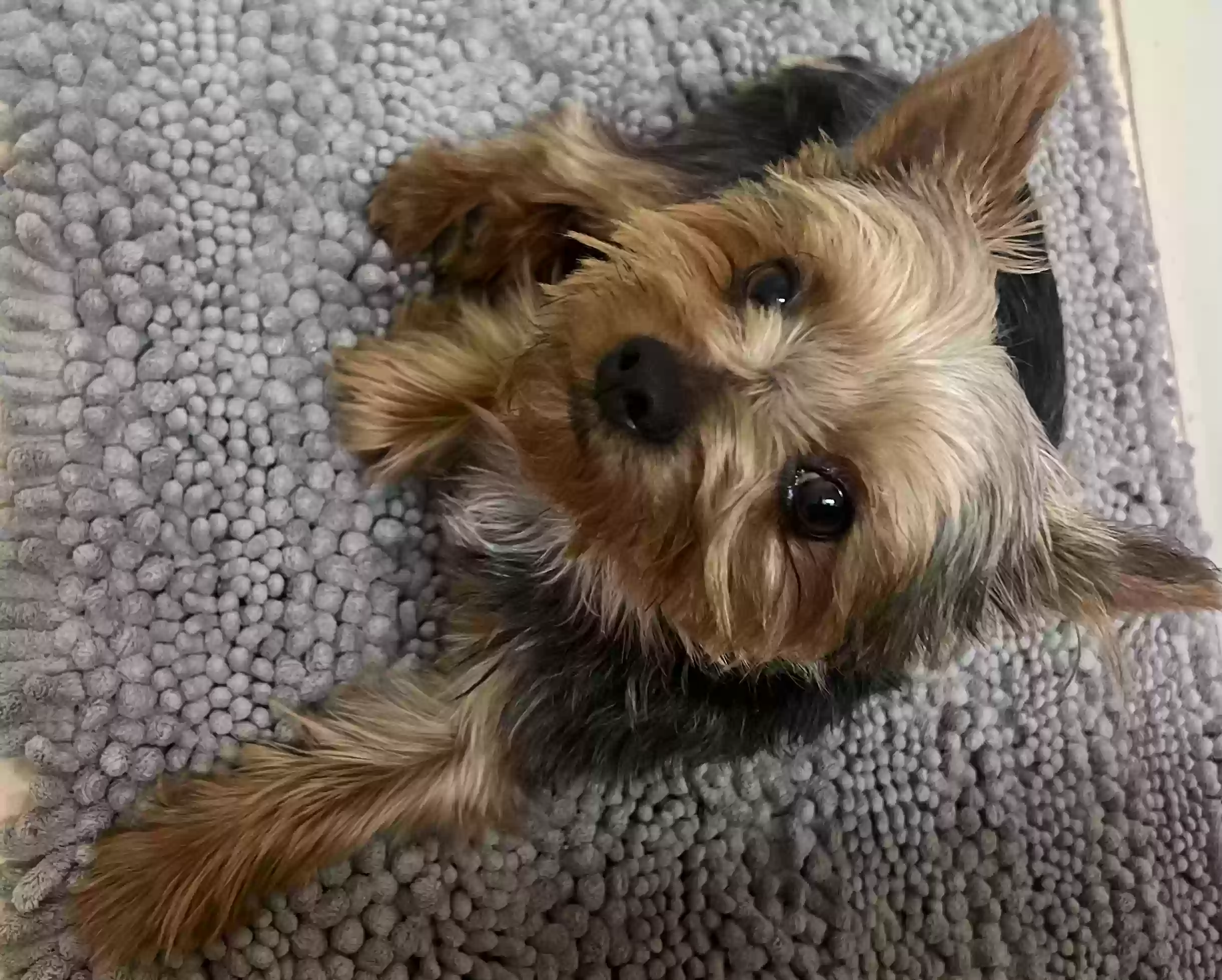 /lostandfound/images/lnfpets/original/161465_photo.webp