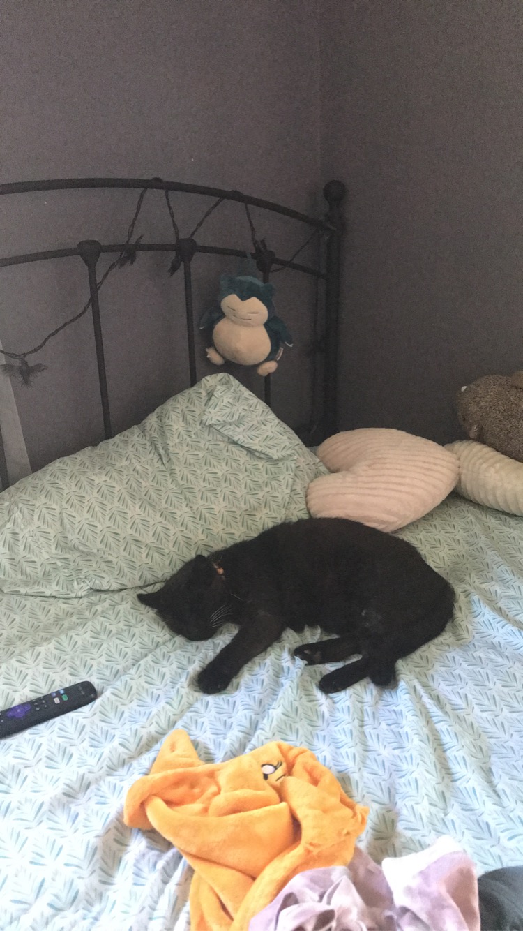 /lostandfound/images/lnfpets/original/161505_1982_E68411E2-6A08-4EE1-9757-6D759CA11799.jpeg
