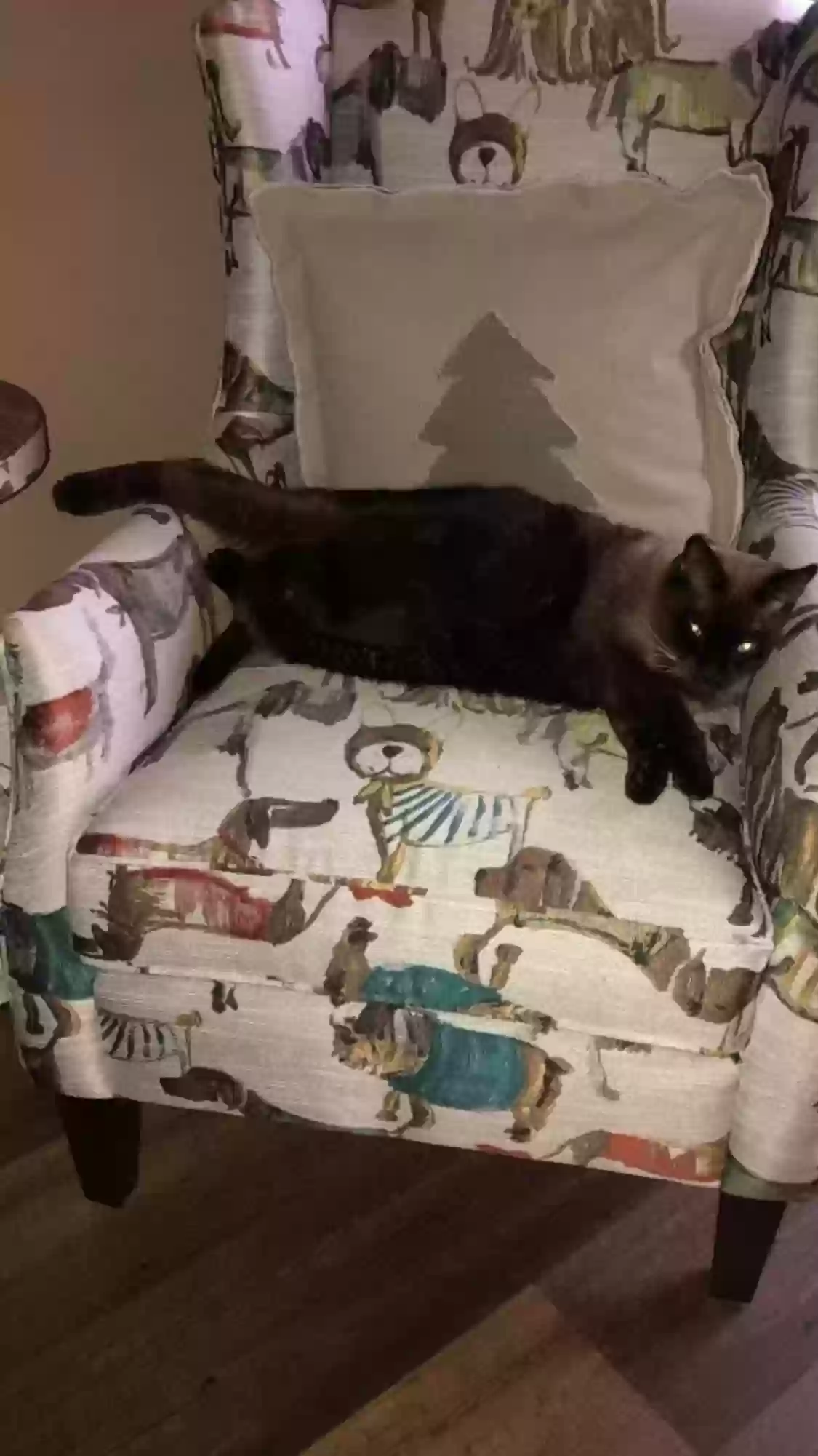 /lostandfound/images/lnfpets/original/161527_photo.webp