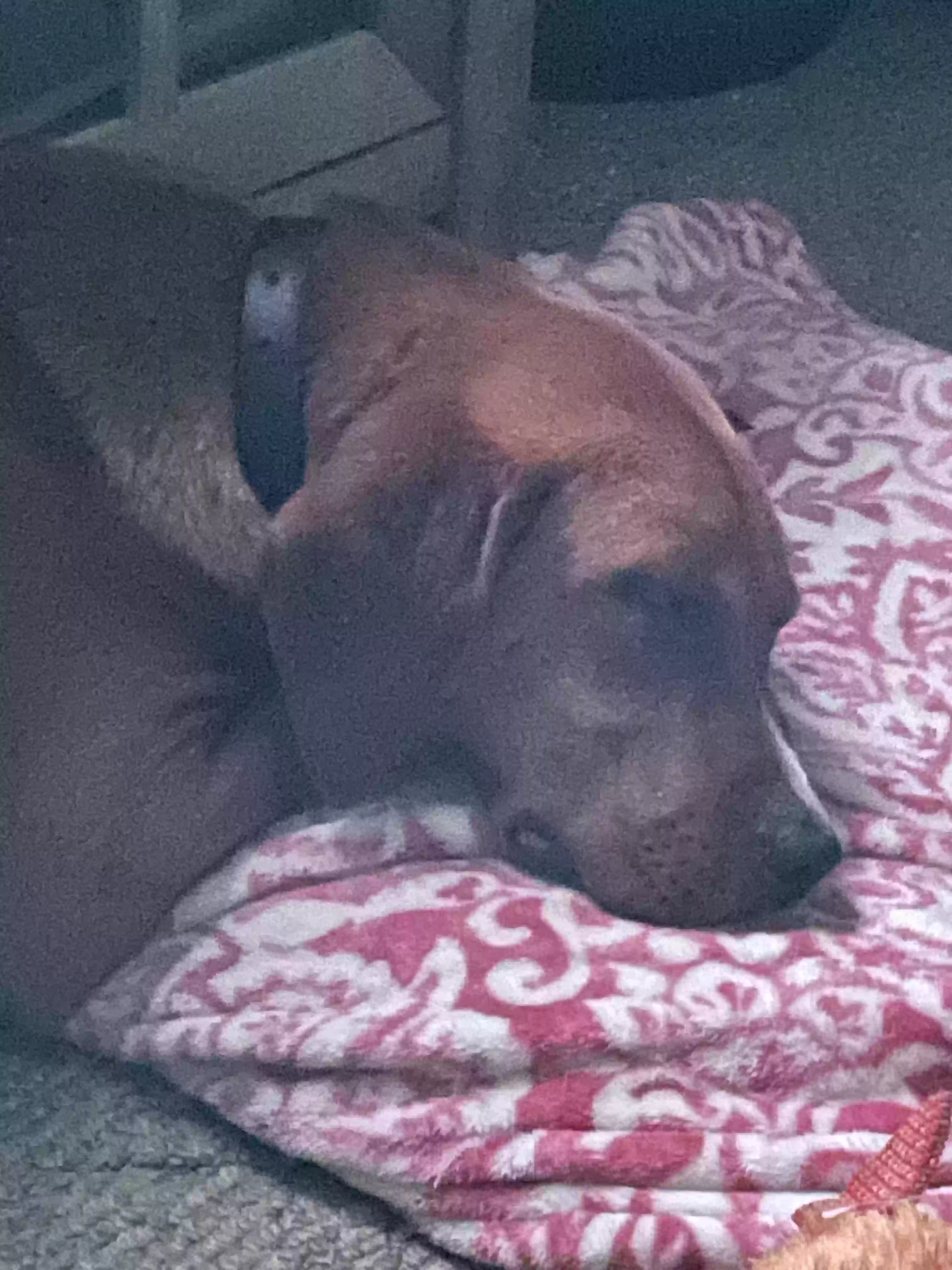 /lostandfound/images/lnfpets/original/161539_photo.webp