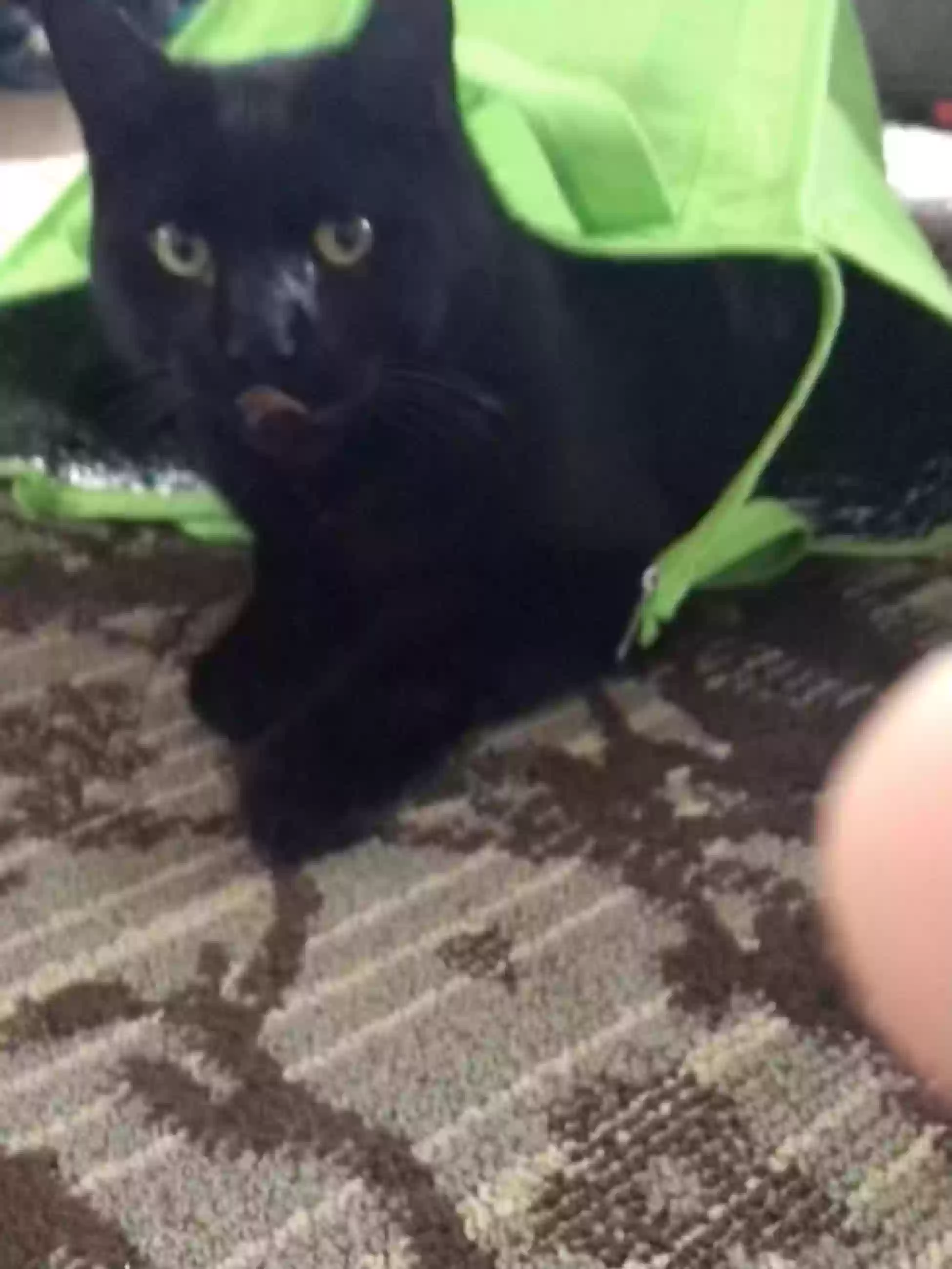 /lostandfound/images/lnfpets/original/161542_photo.webp
