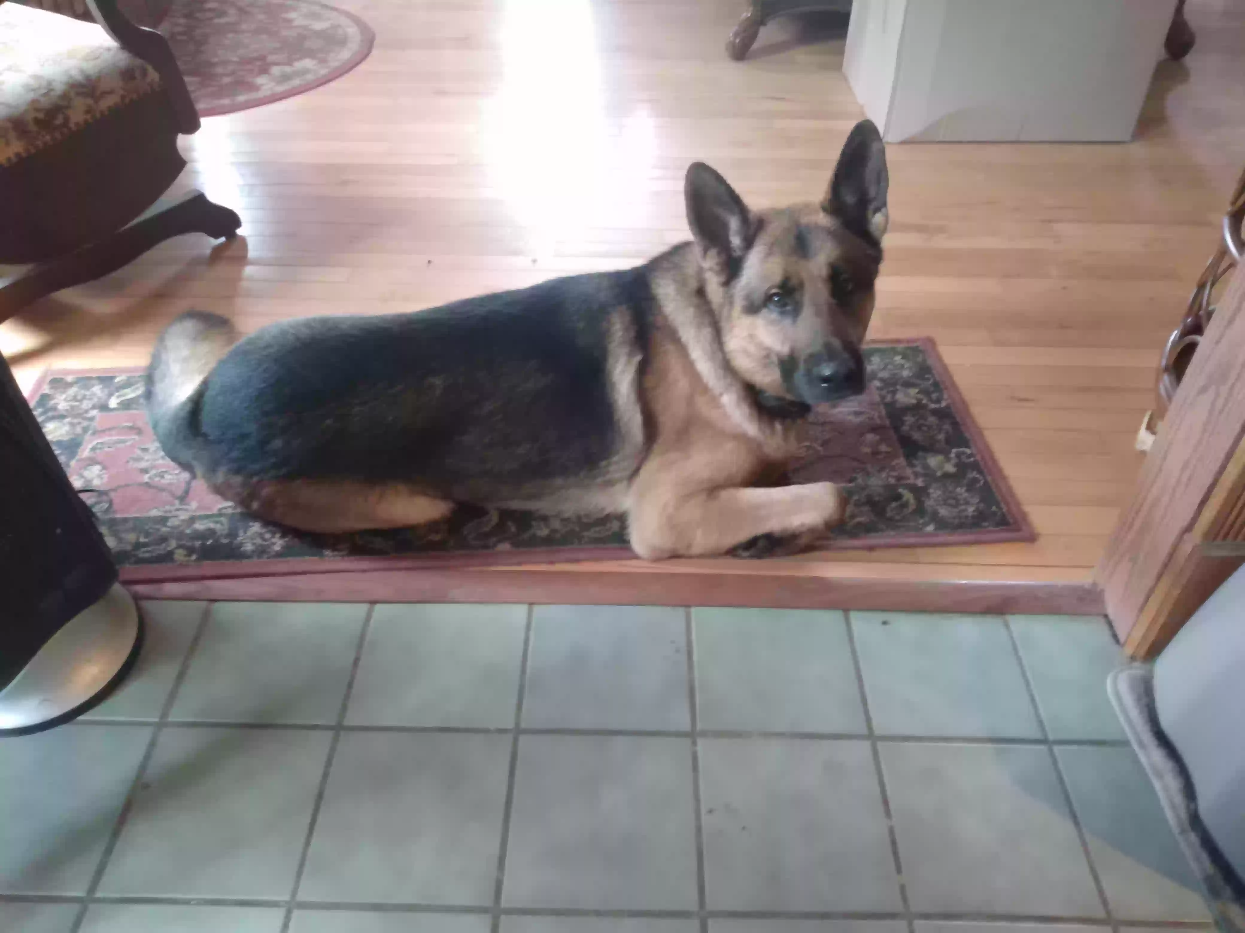 /lostandfound/images/lnfpets/original/161546_photo.webp