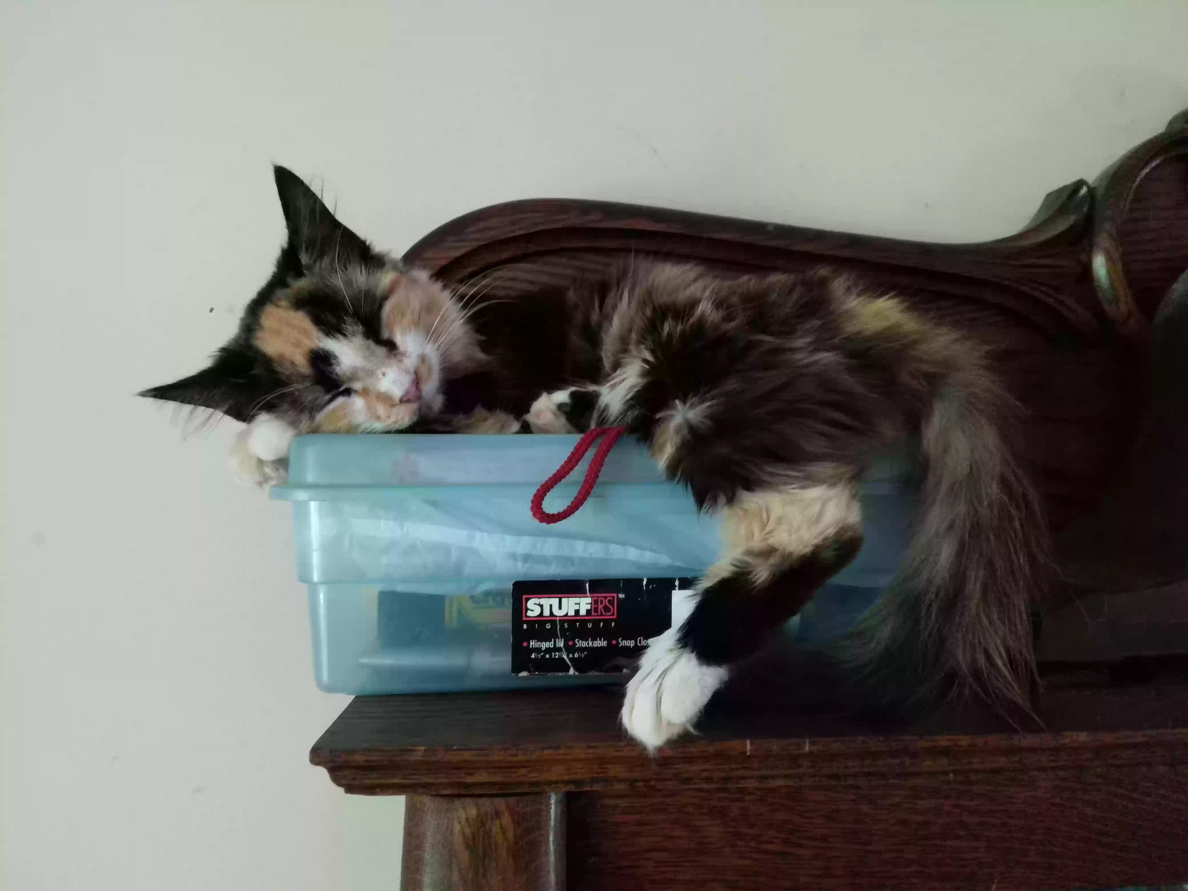 /lostandfound/images/lnfpets/original/161627_photo.webp