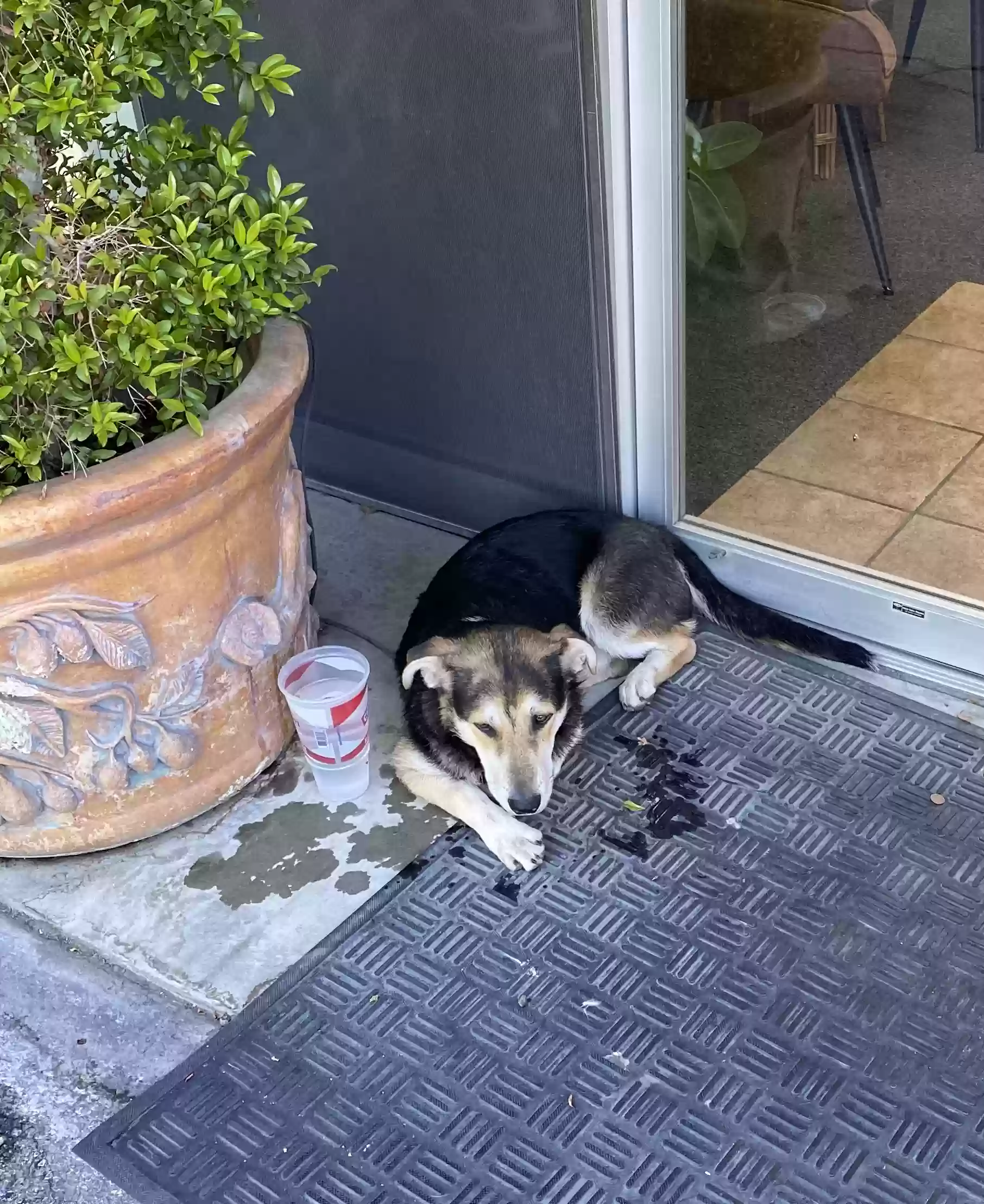 /lostandfound/images/lnfpets/original/161629_photo.webp