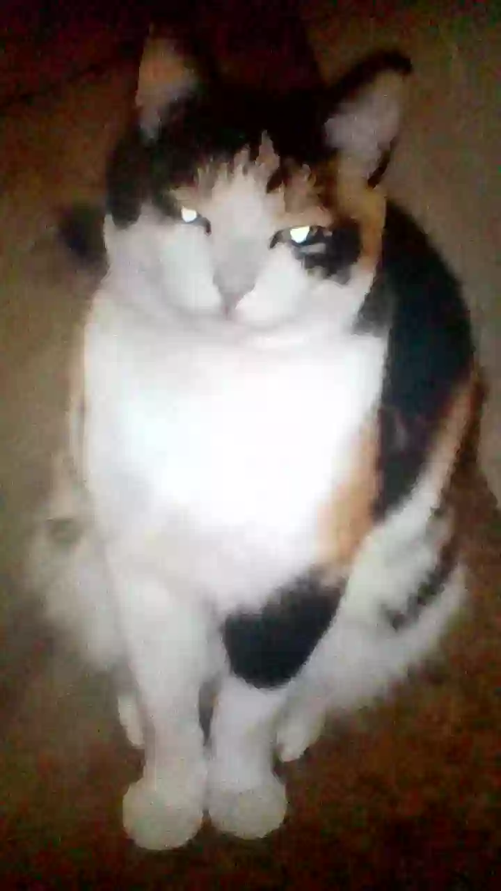 /lostandfound/images/lnfpets/original/161639_photo.webp