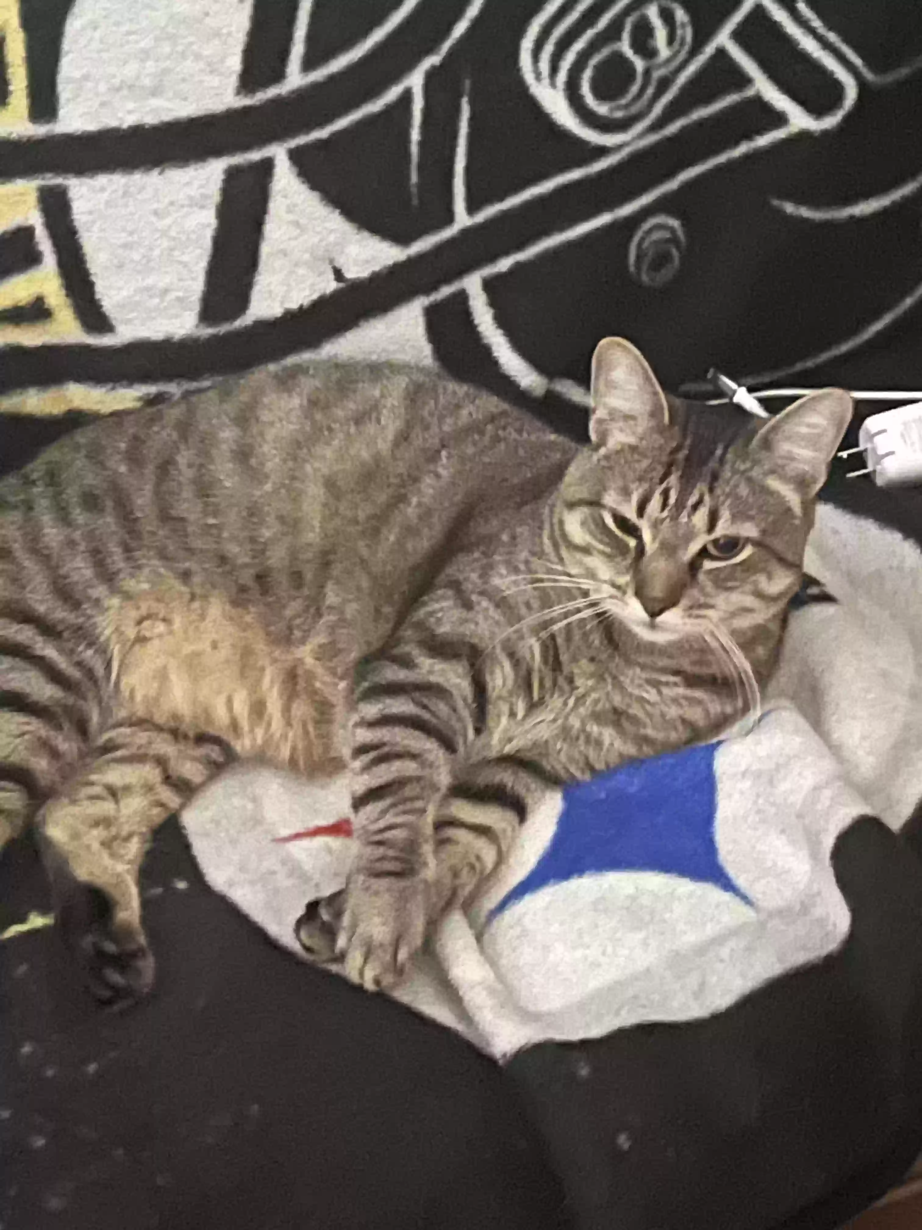 /lostandfound/images/lnfpets/original/161654_photo.webp