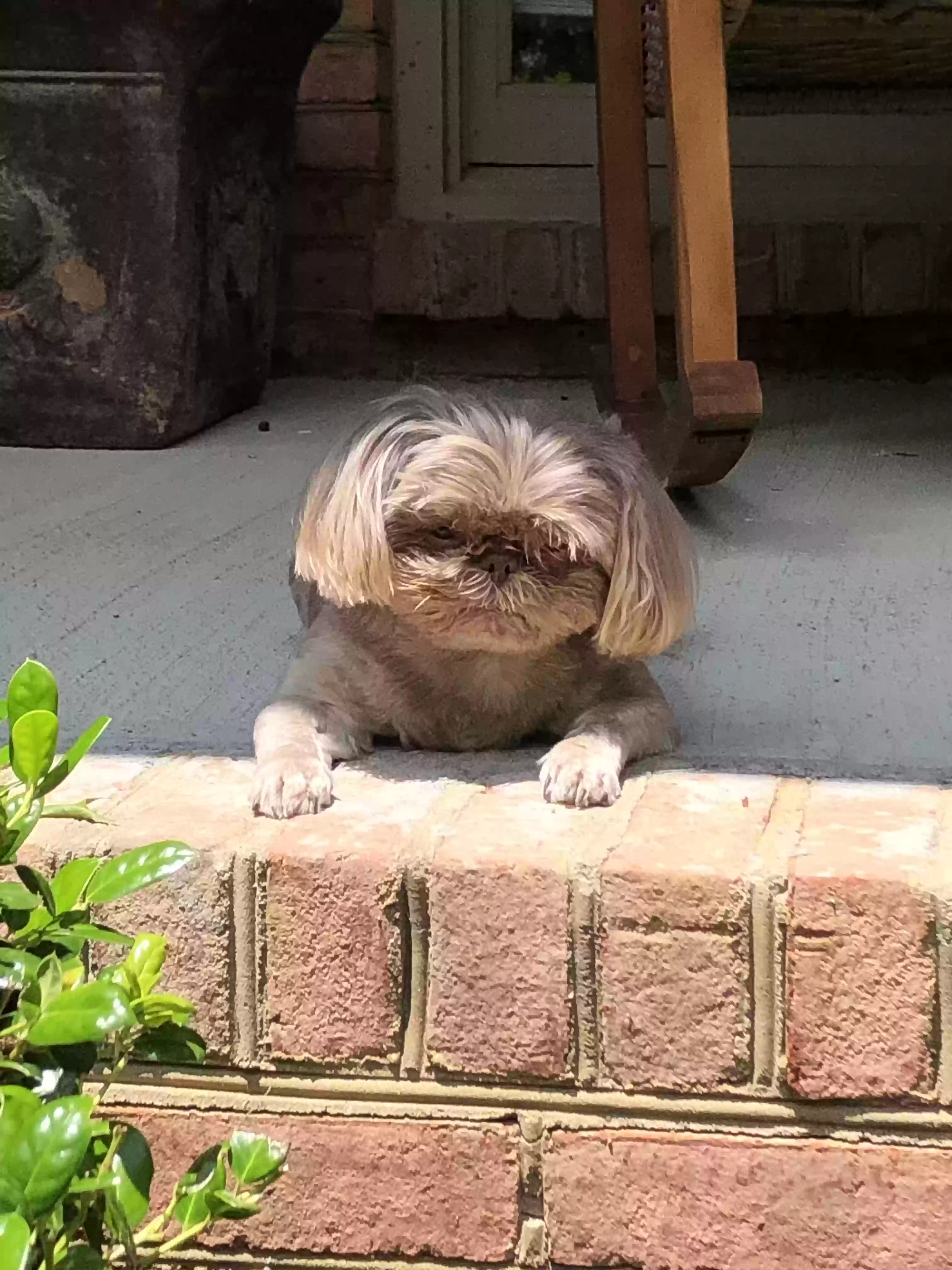 /lostandfound/images/lnfpets/original/161763_photo.webp
