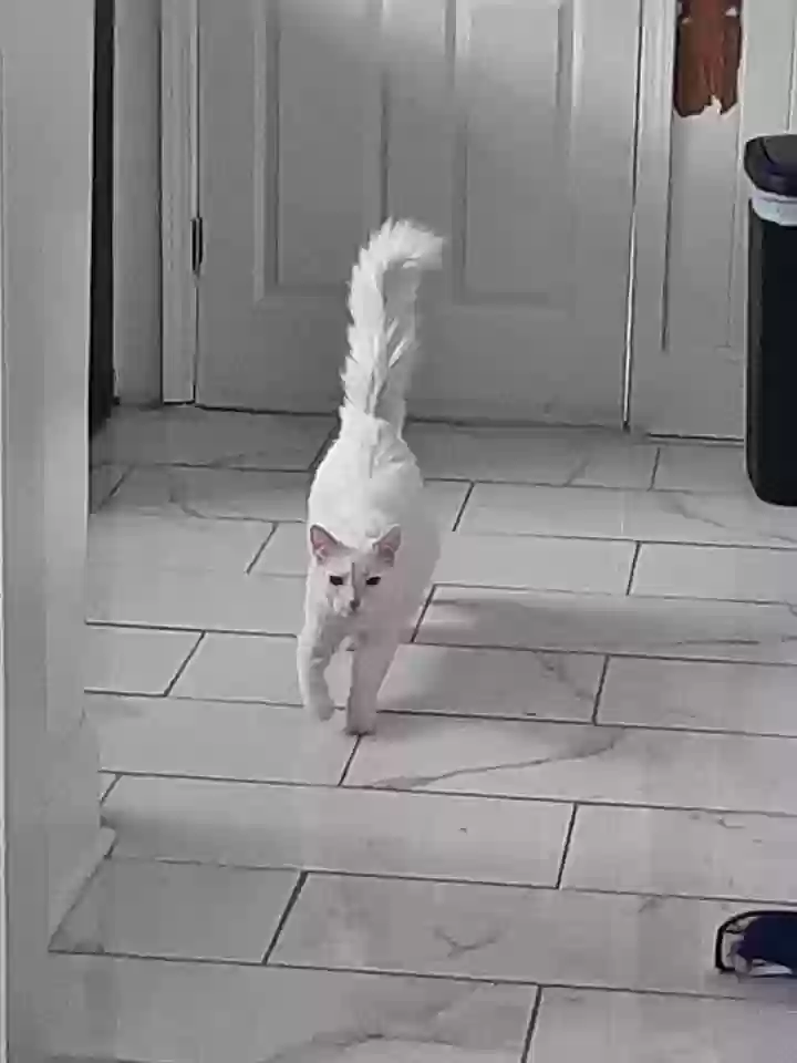 /lostandfound/images/lnfpets/original/161811_photo.webp