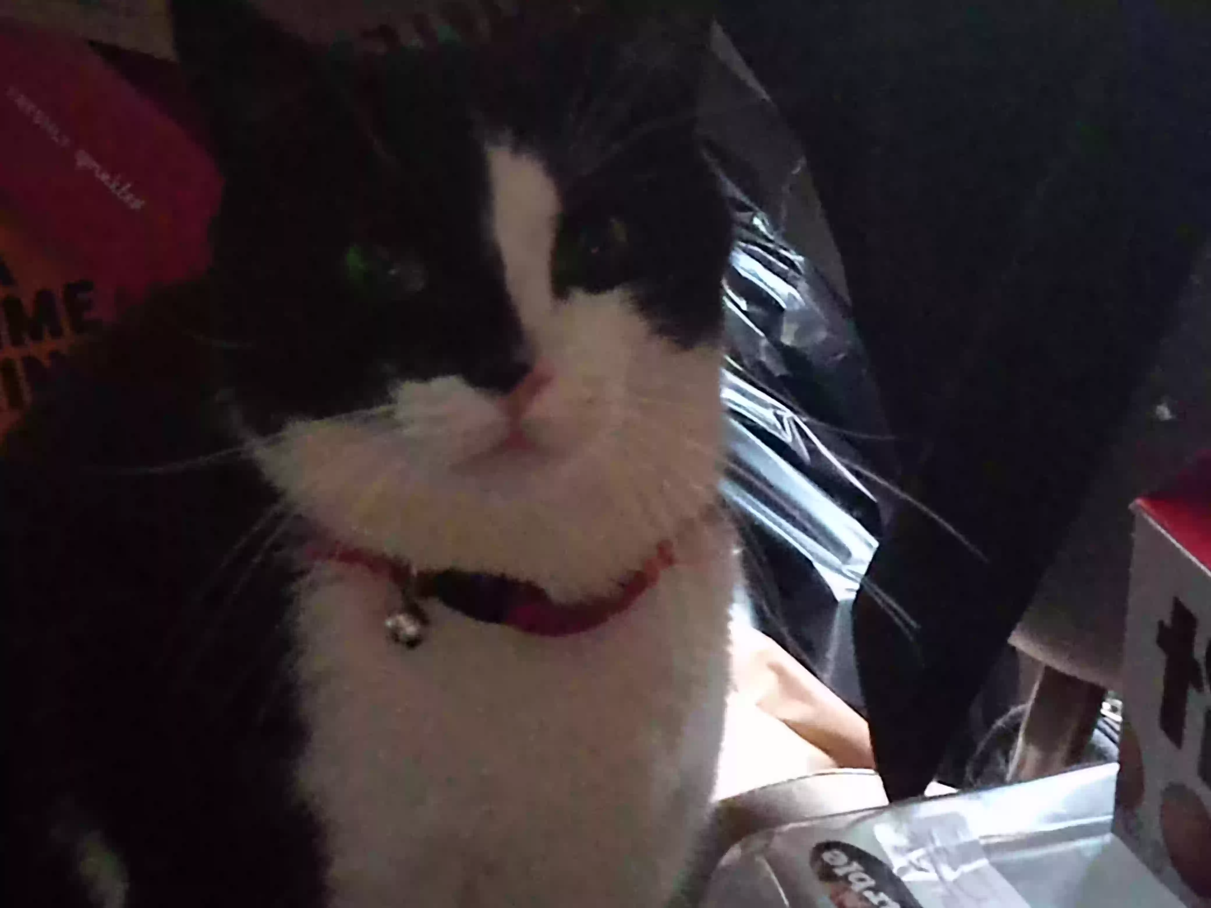 /lostandfound/images/lnfpets/original/161946_photo.webp